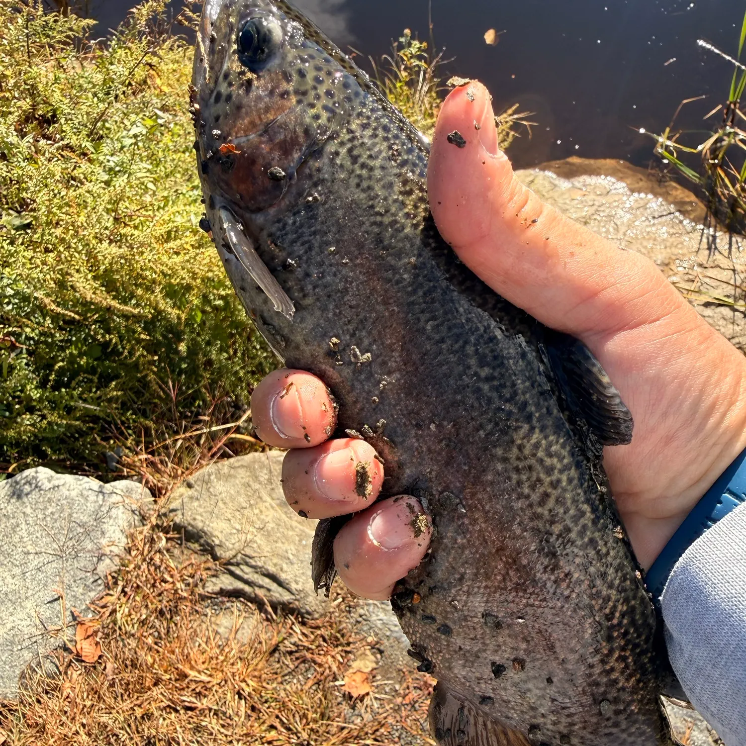 Rainbow trout caught on Fishbrain