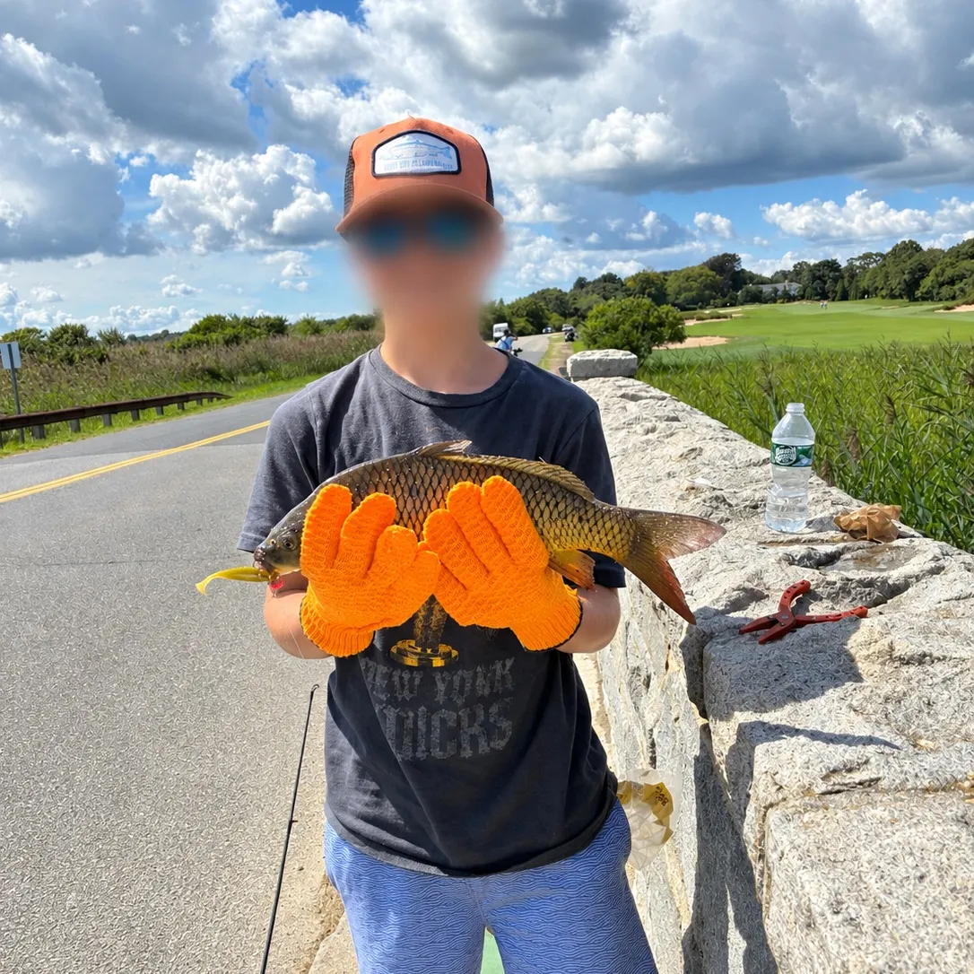 Common carp caught on Fishbrain