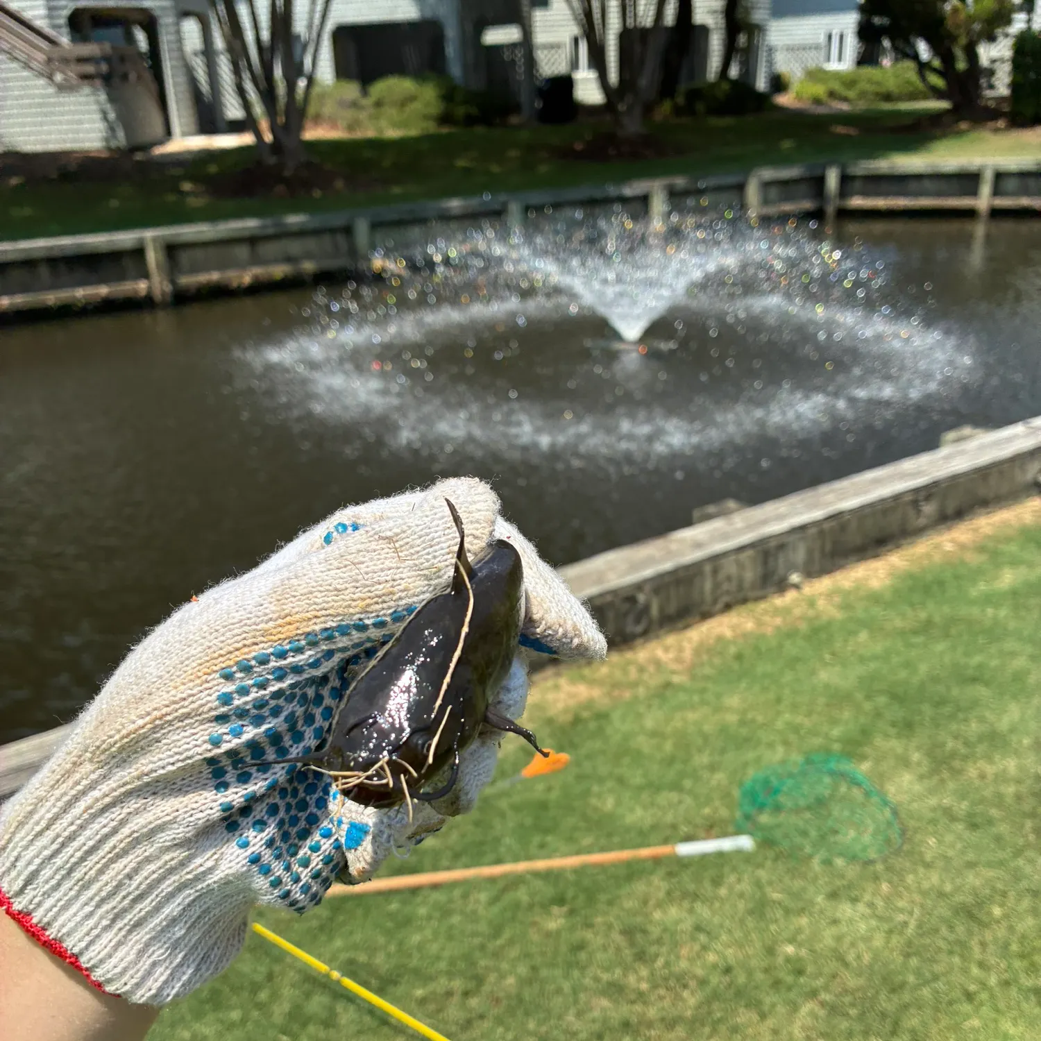 Black bullhead caught on Fishbrain