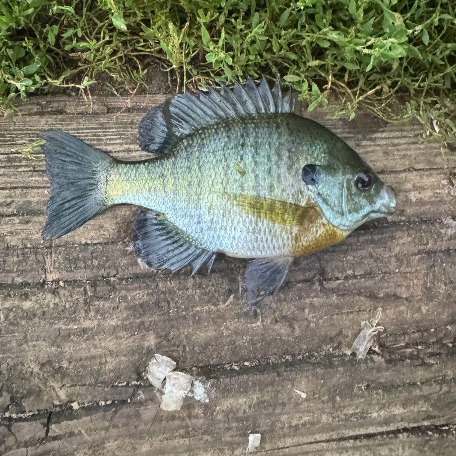 Bluegill caught on Fishbrain