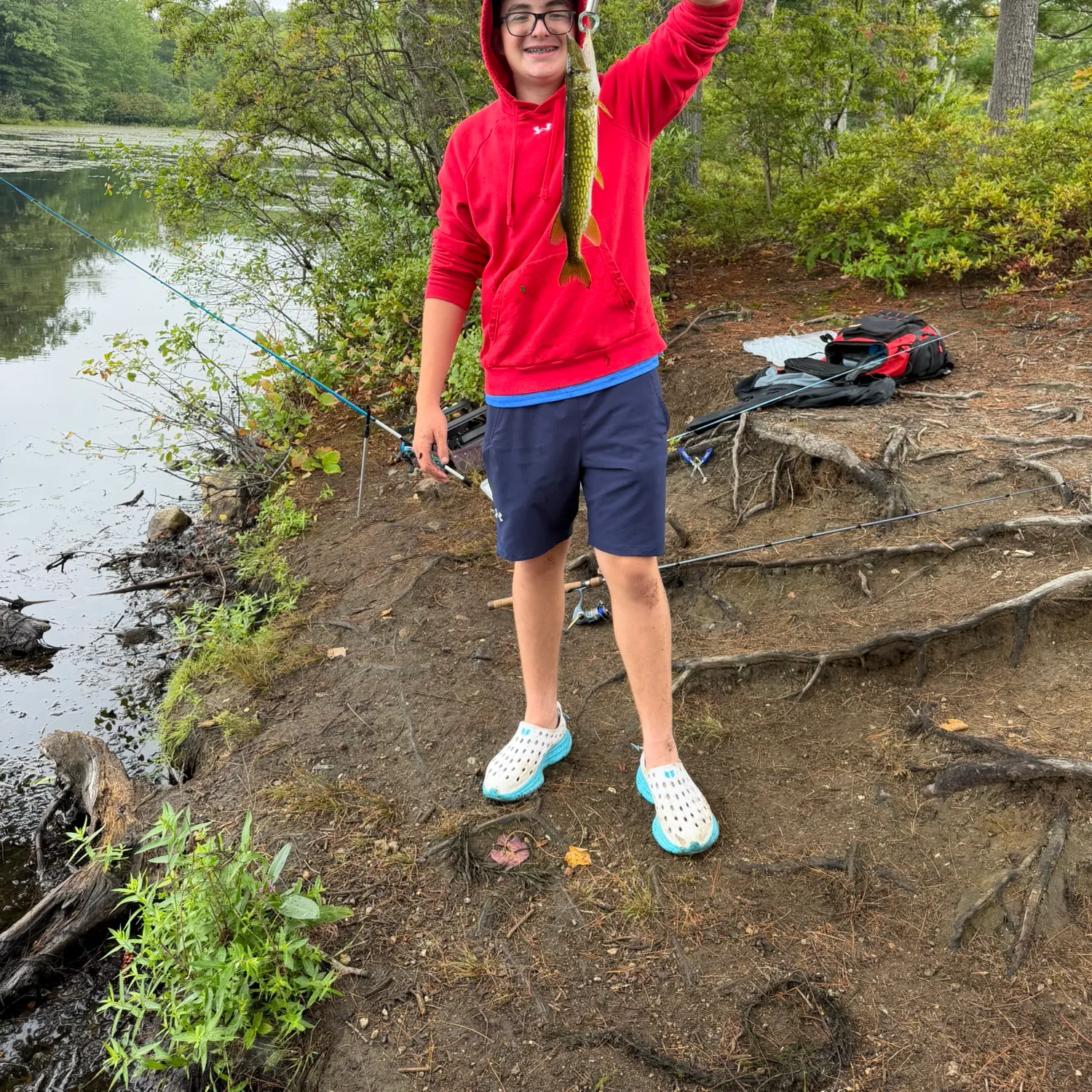 Chain pickerel caught on Fishbrain