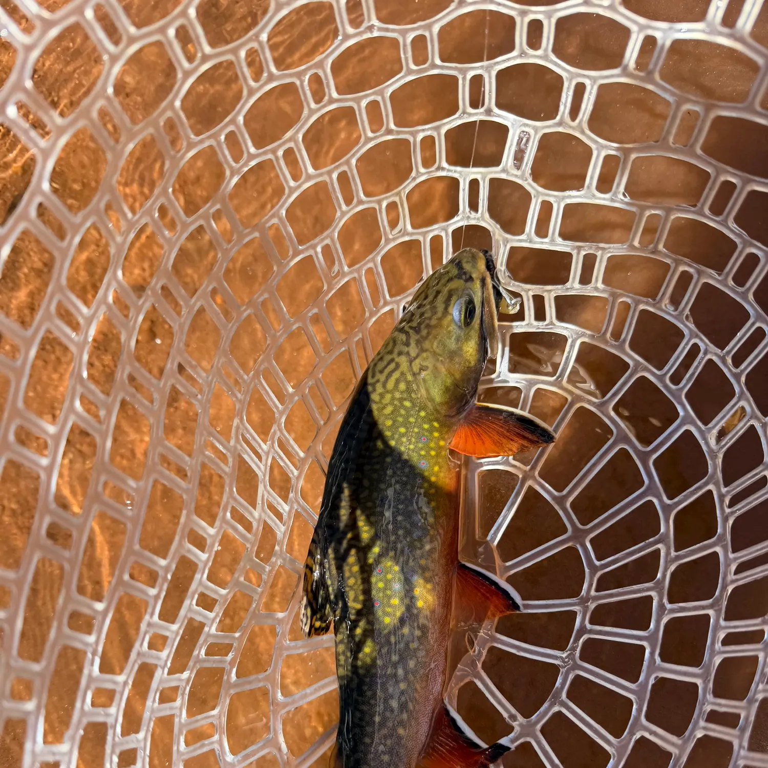 Brook trout caught on Fishbrain