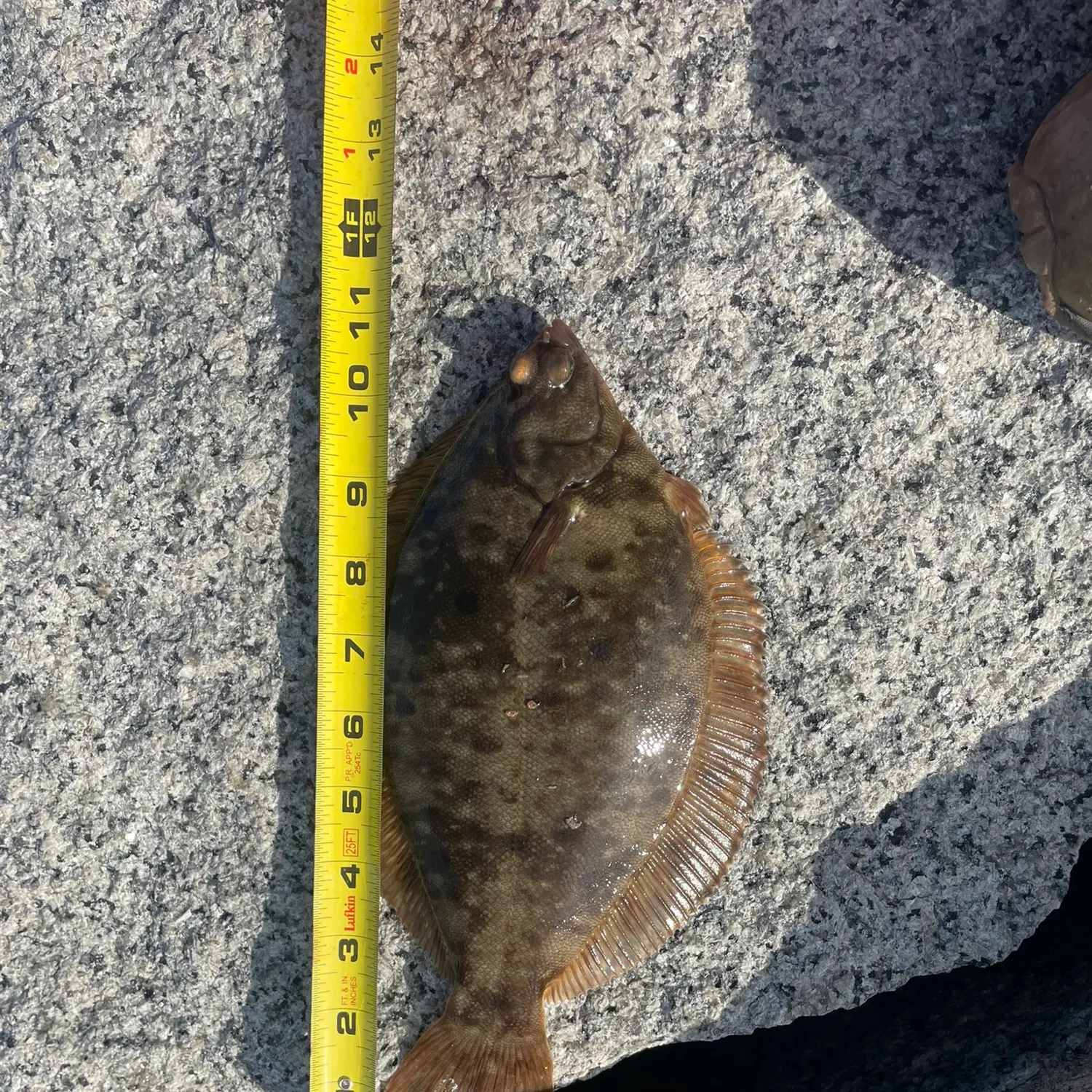 The most recent Winter flounder catches on Fishbrain