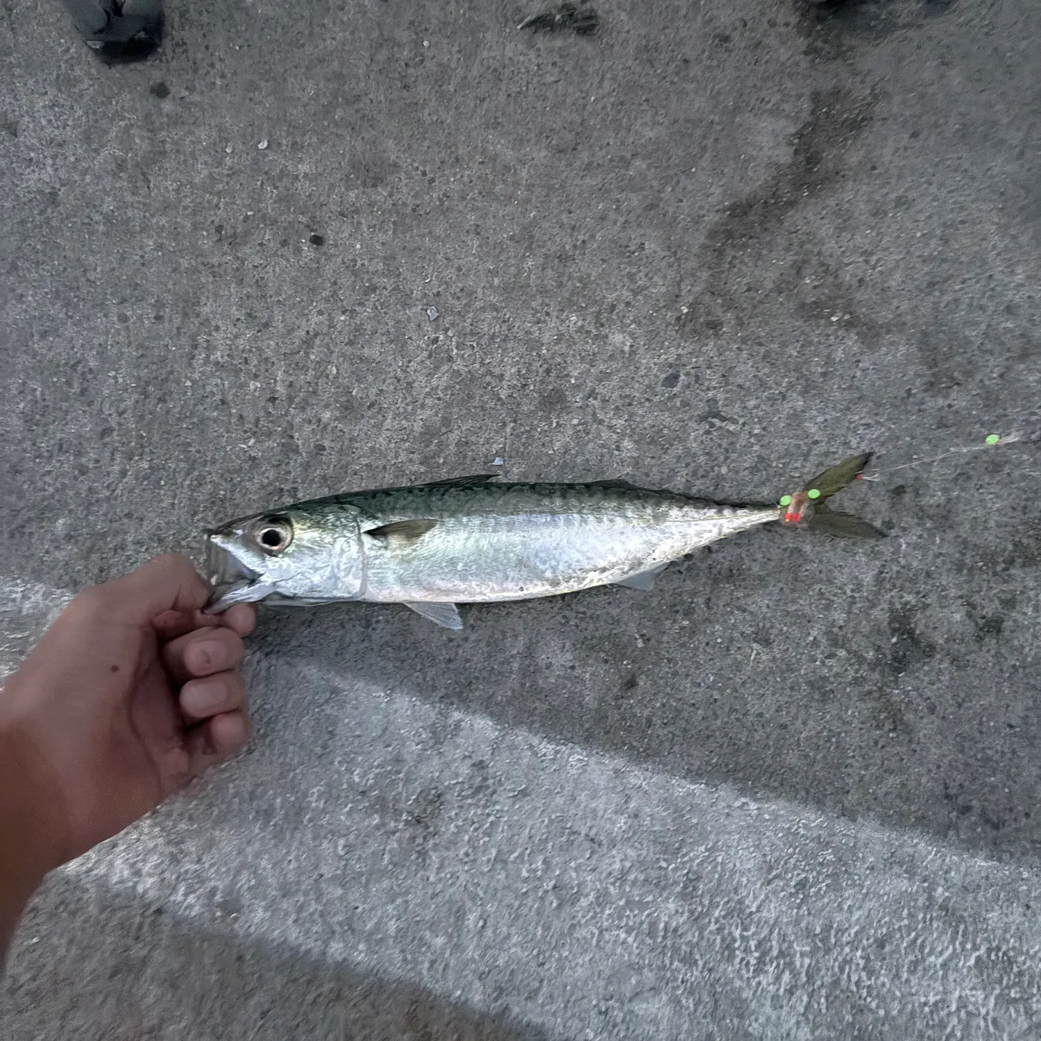 Pacific chub mackerel caught on Fishbrain