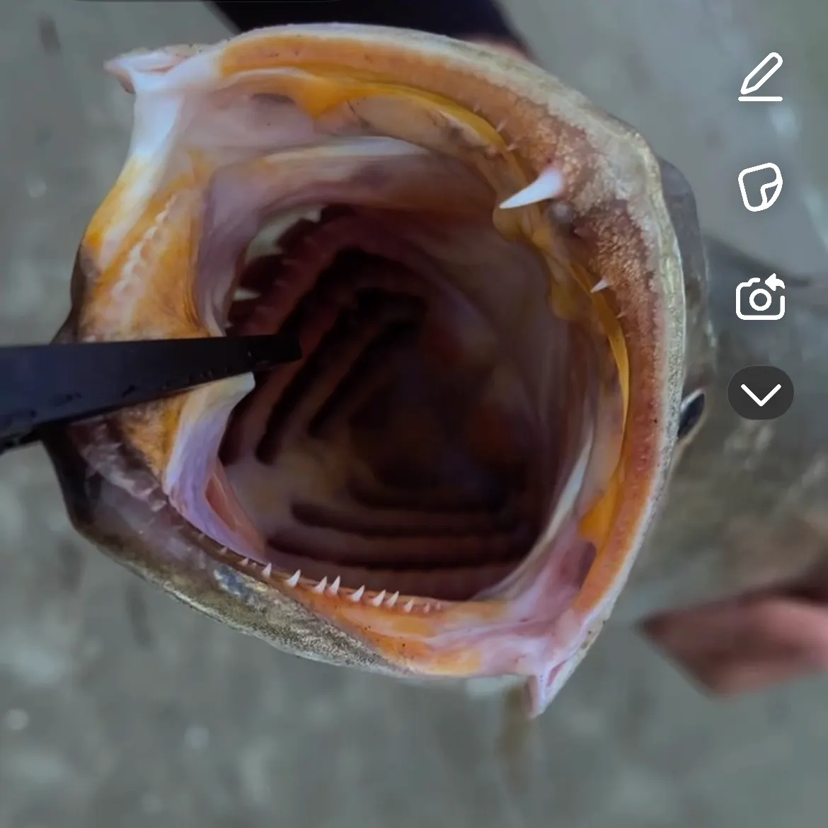 recently logged catches