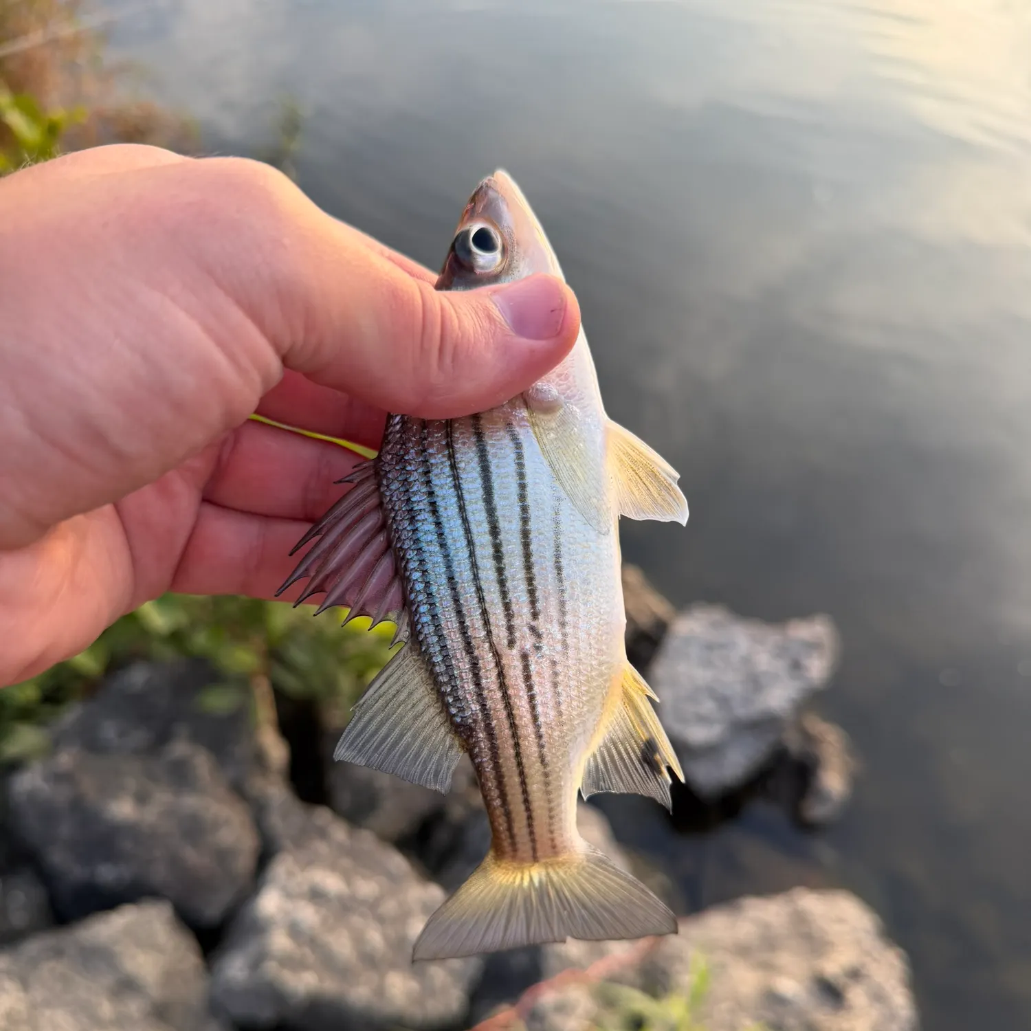 Yellow bass caught on Fishbrain