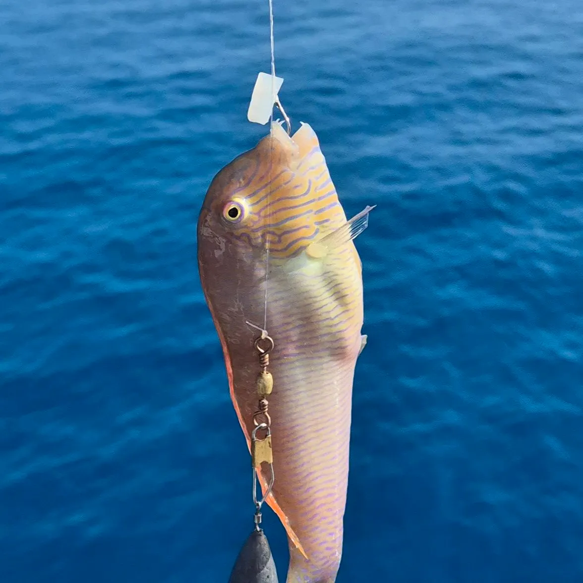 most liked catch image