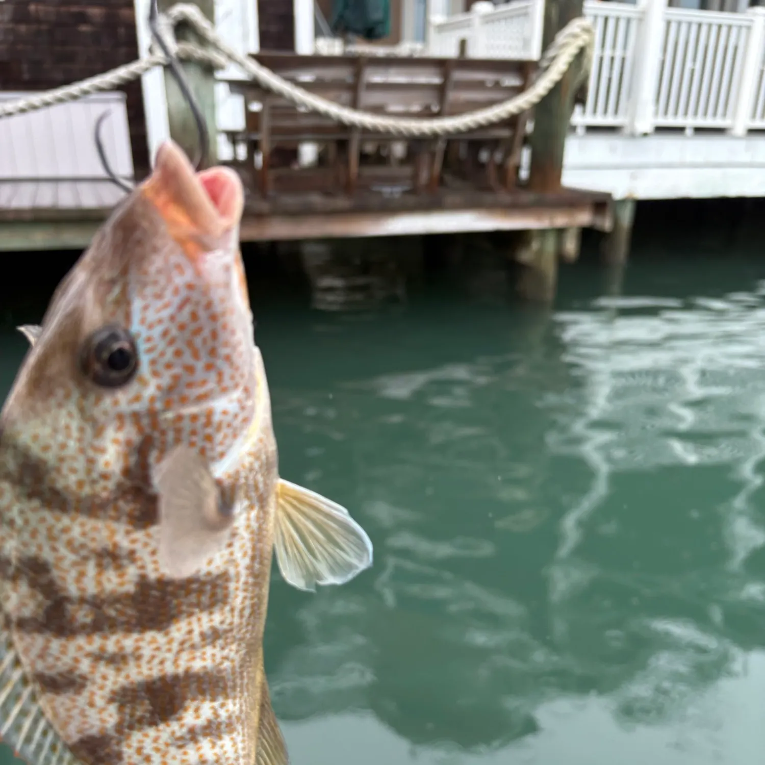 Pigfish caught on Fishbrain