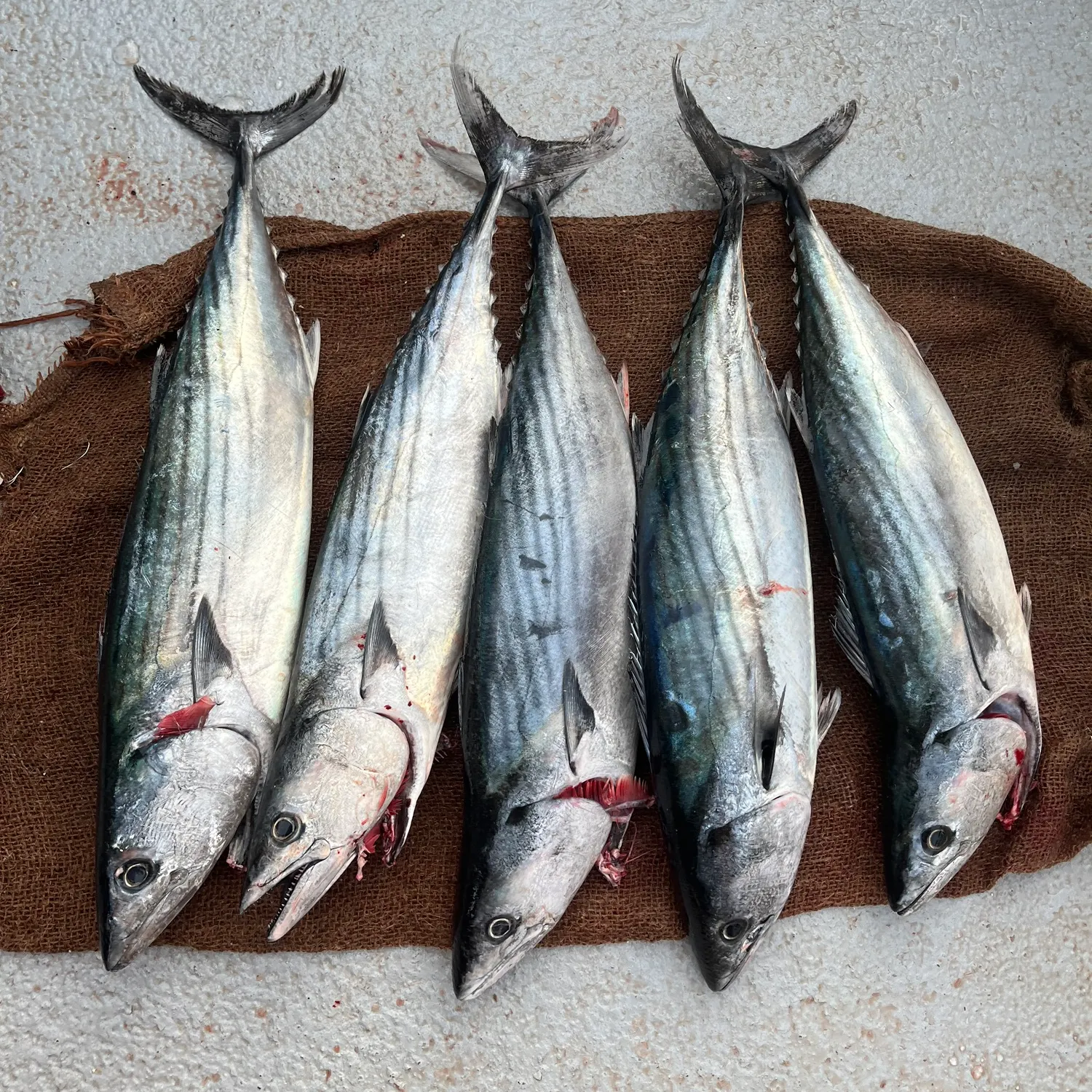 The most recent Pacific bonito catches on Fishbrain
