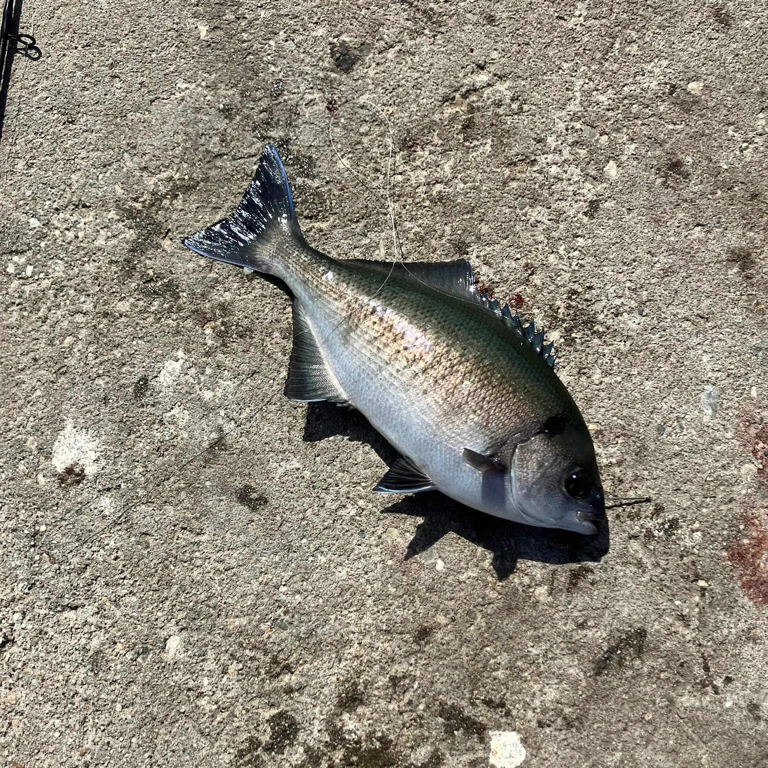 The most recent Halfmoon catches on Fishbrain