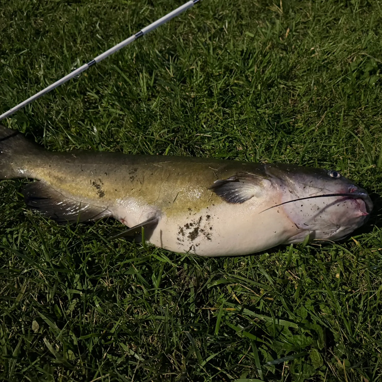 Channel catfish caught on Fishbrain