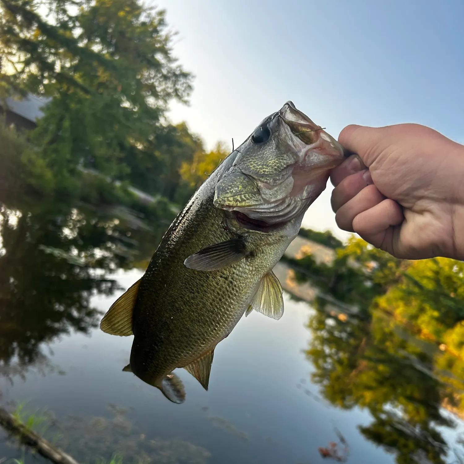 Largemouth bass caught on Fishbrain