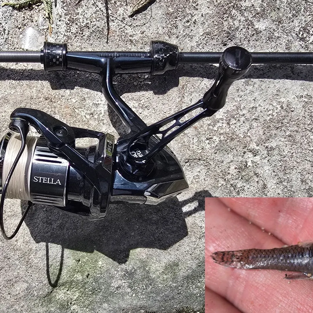 The most recent Eastern mosquitofish catches on Fishbrain