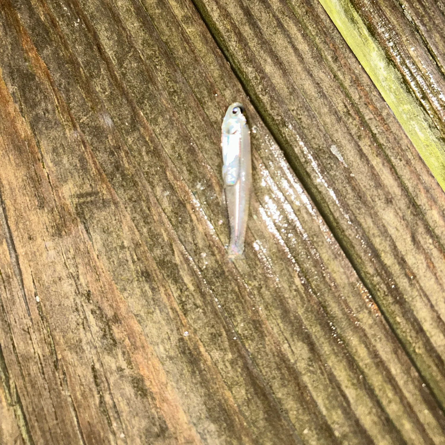 Bay anchovy caught on Fishbrain