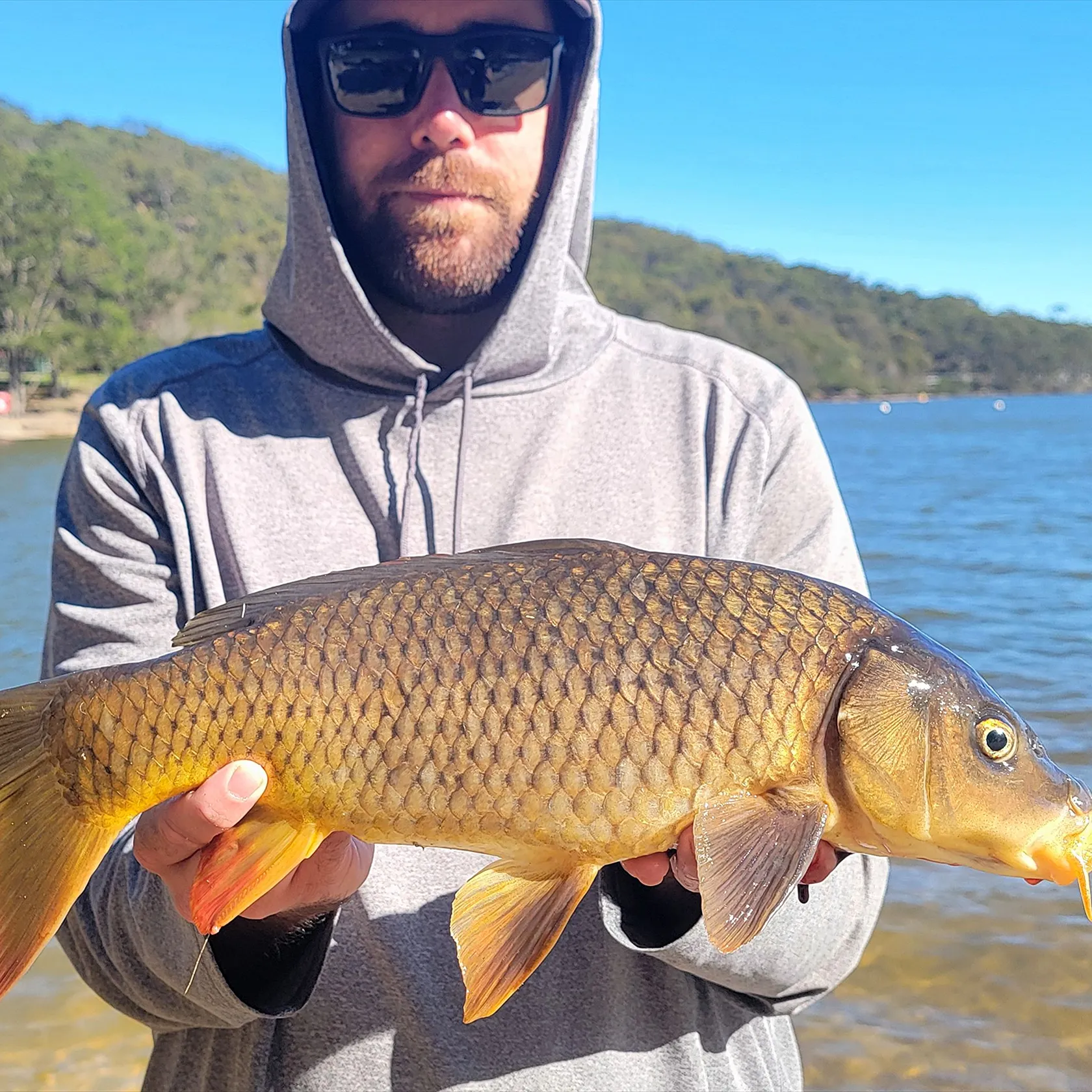 Common carp caught on Fishbrain