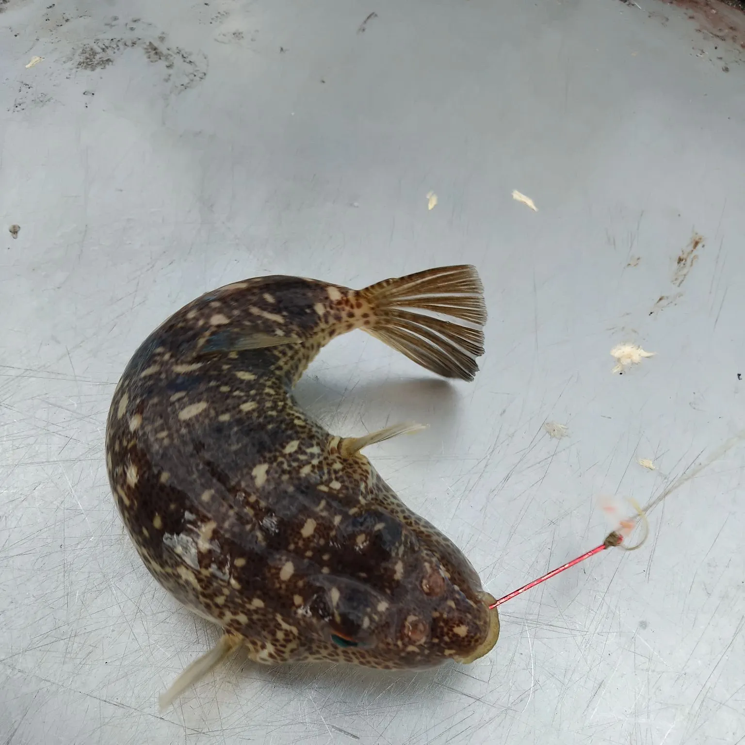The most recent Yellowspotted puffer catches on Fishbrain