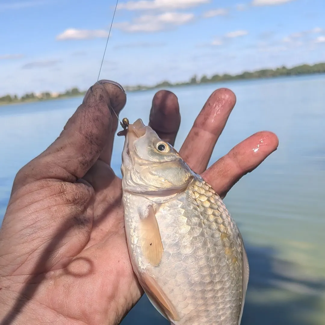 Prussian carp caught on Fishbrain