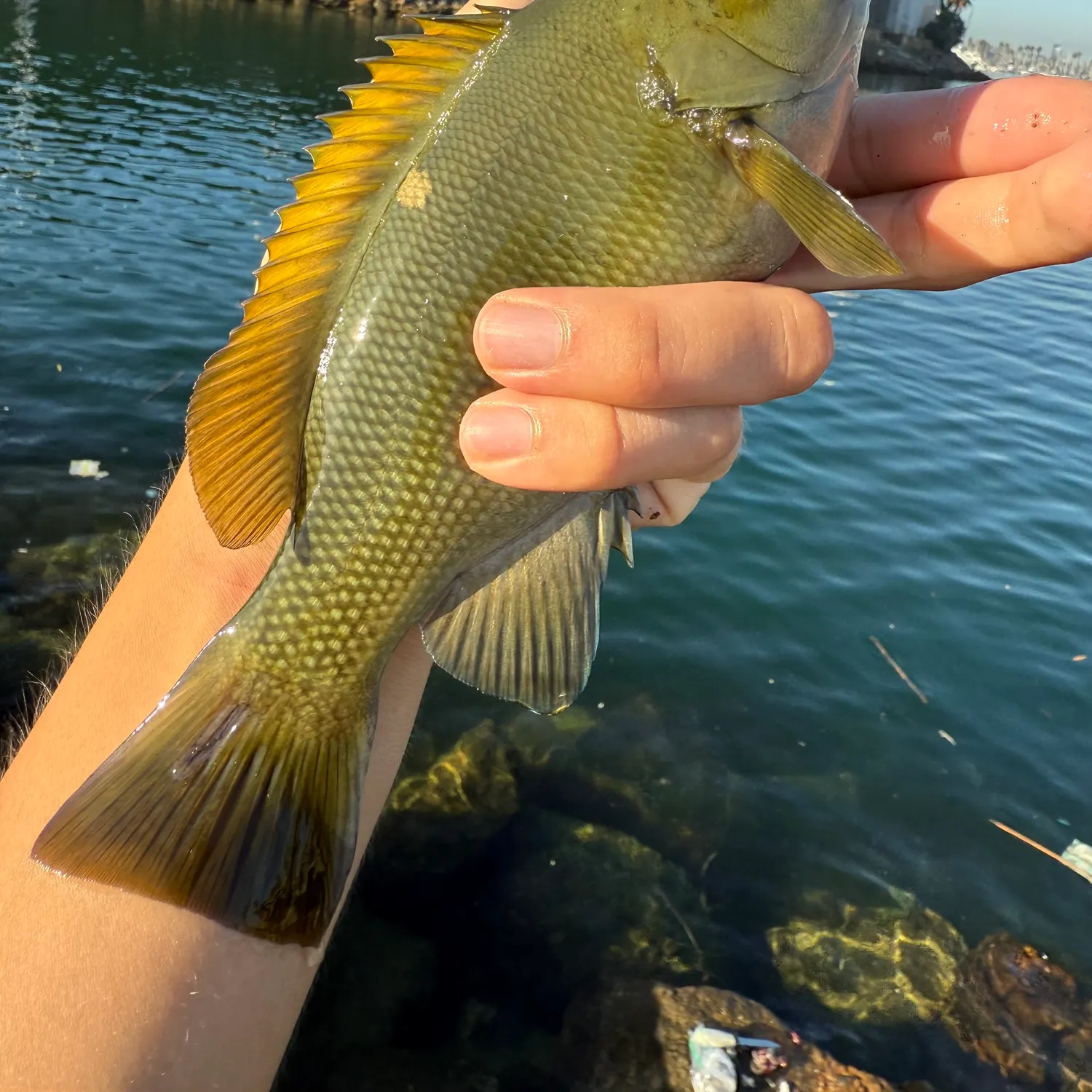 Opaleye caught on Fishbrain