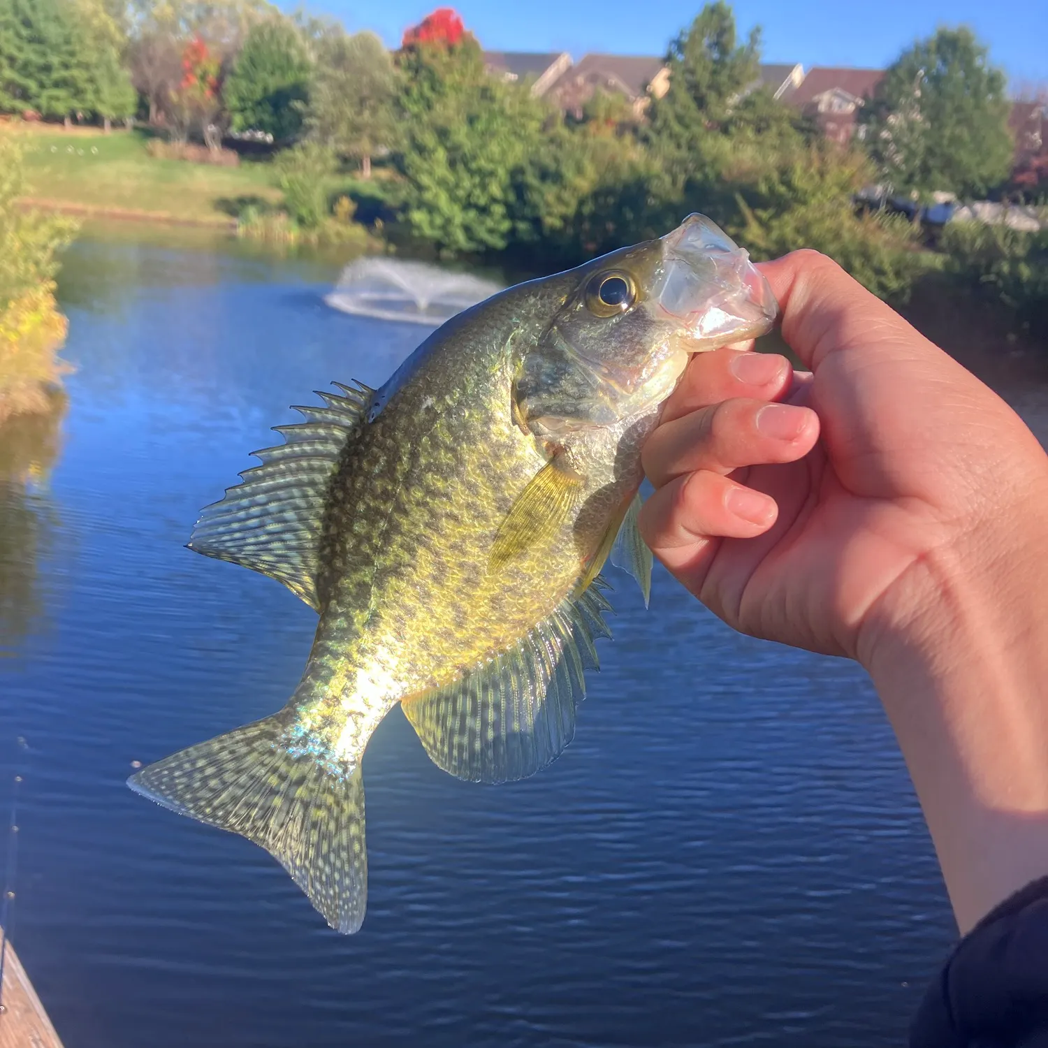 Black crappie caught on Fishbrain
