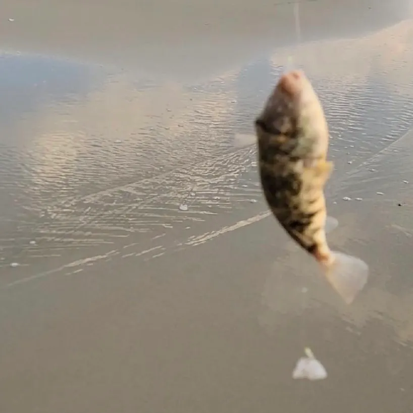 The most recent Northern puffer catches on Fishbrain