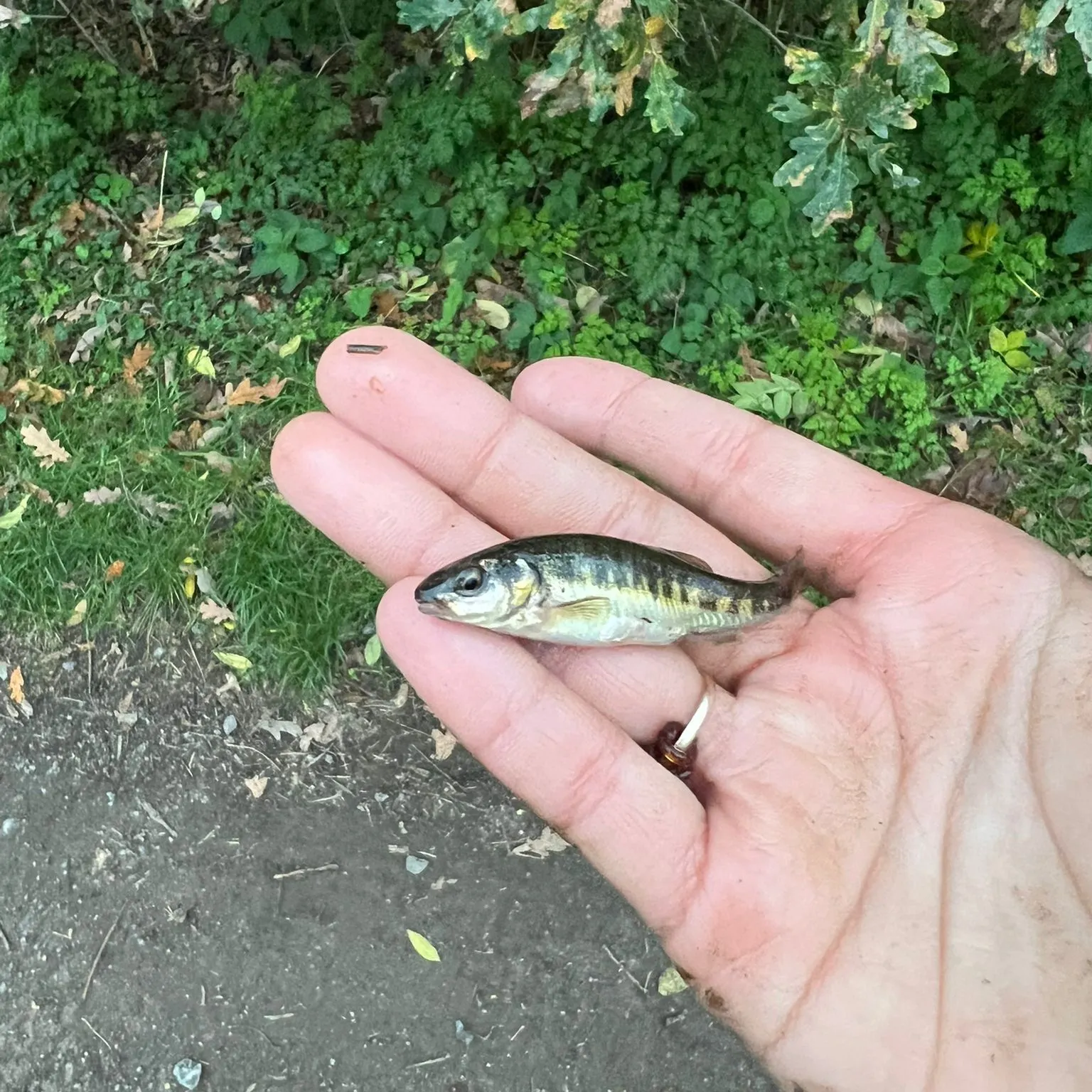 The most recent Eurasian minnow catches on Fishbrain