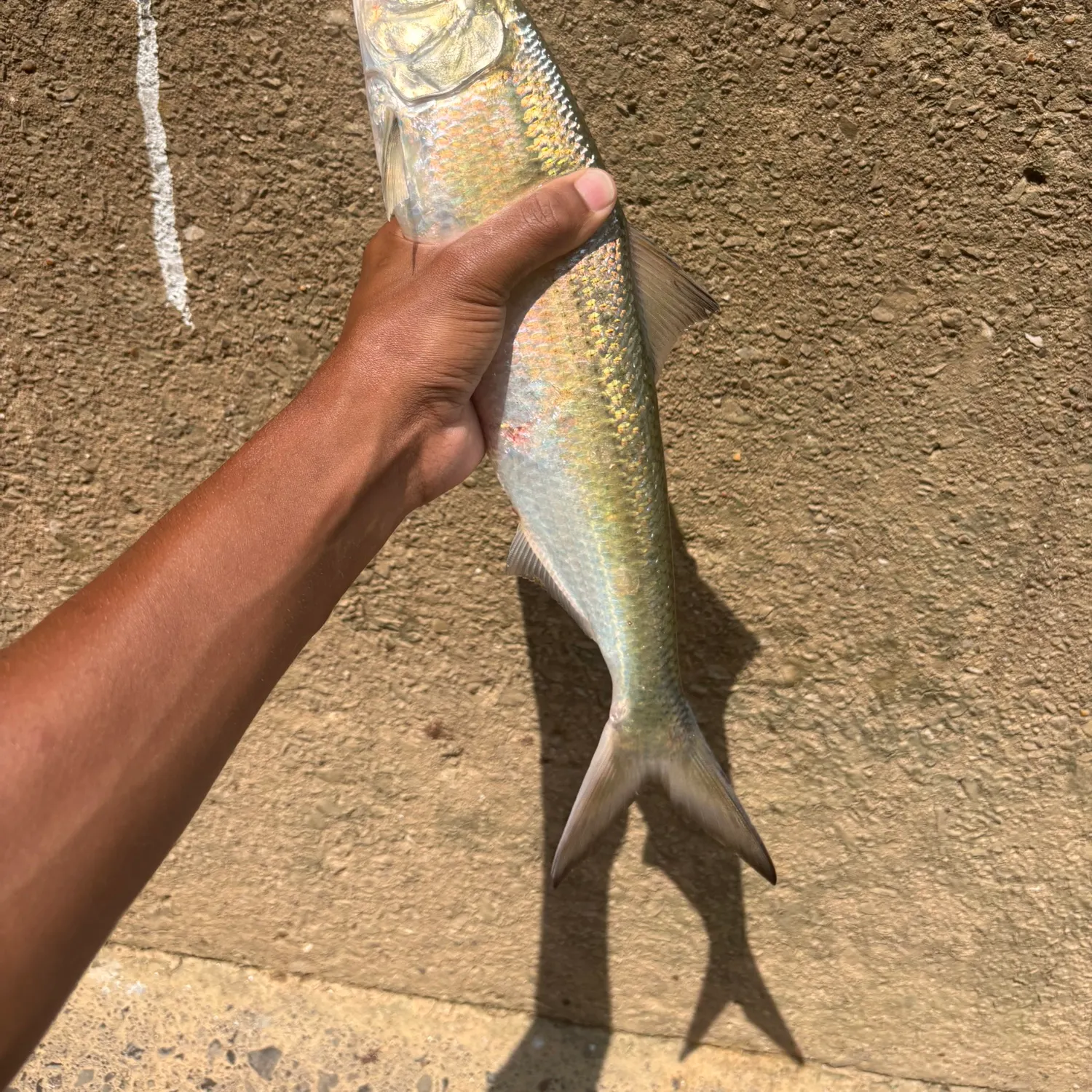 most liked catch image