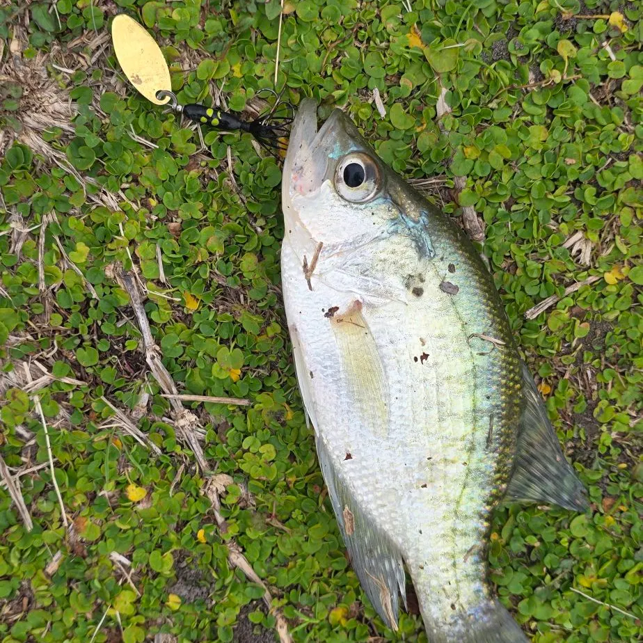 The most recent White crappie catches on Fishbrain