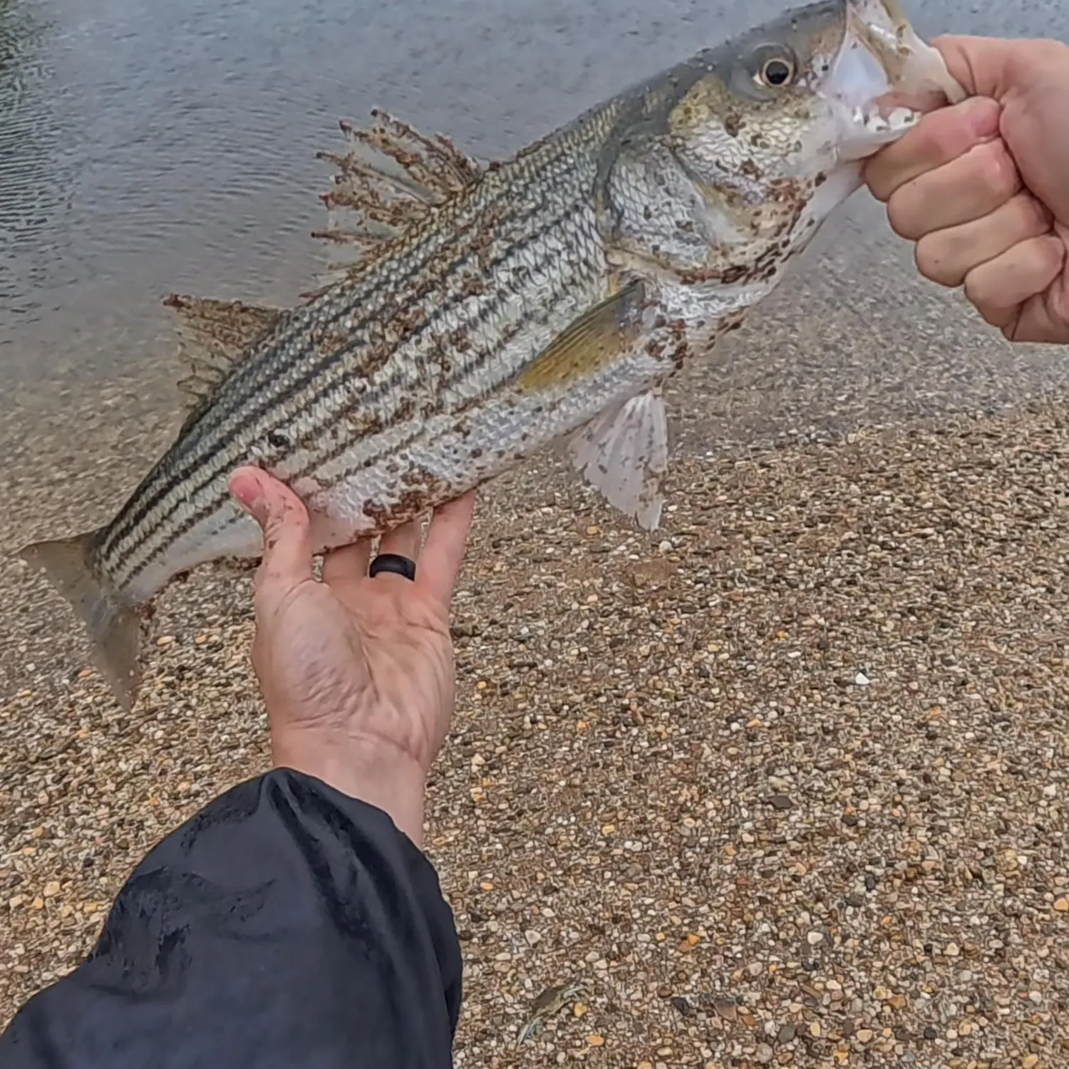 Striped bass caught on Fishbrain