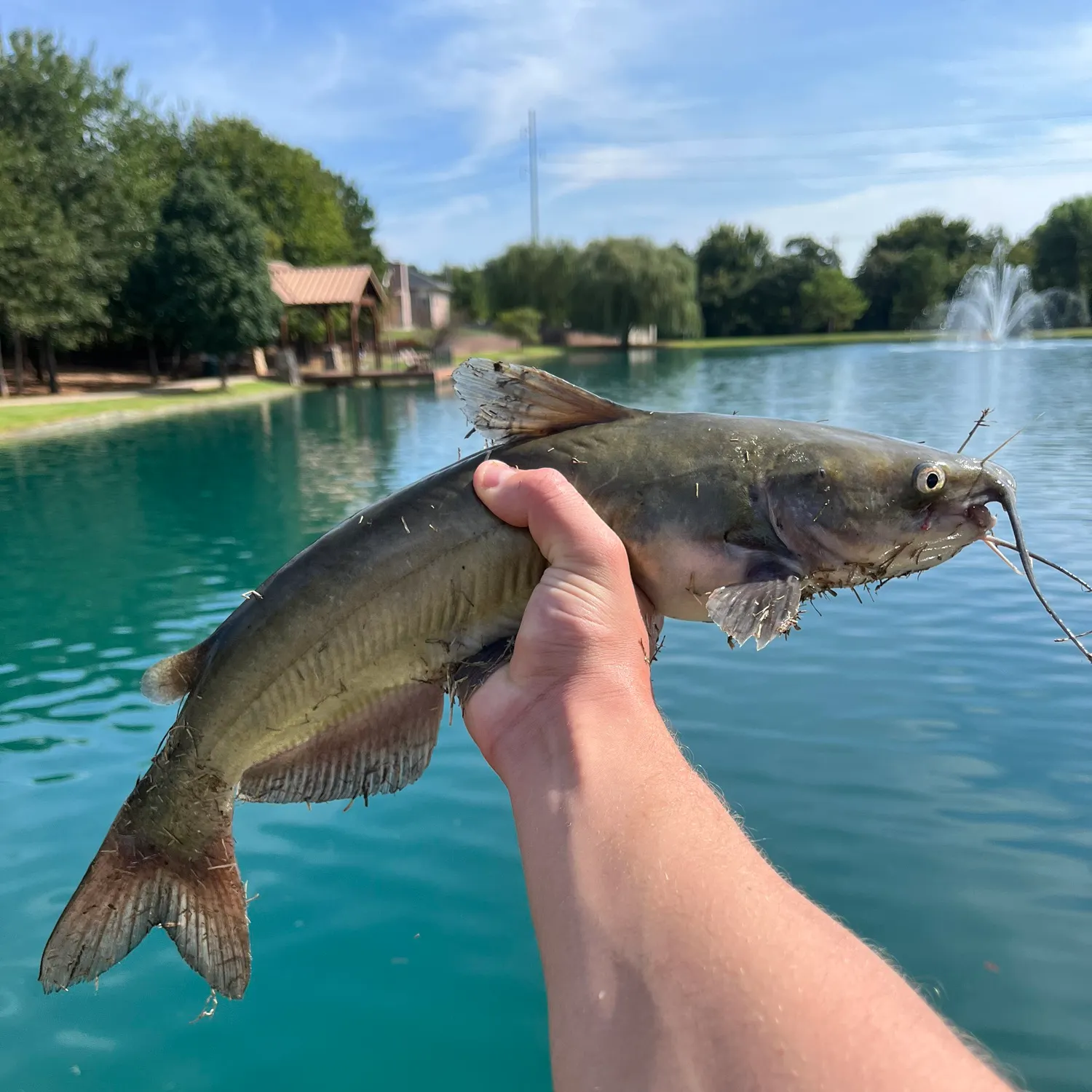 Channel catfish caught on Fishbrain