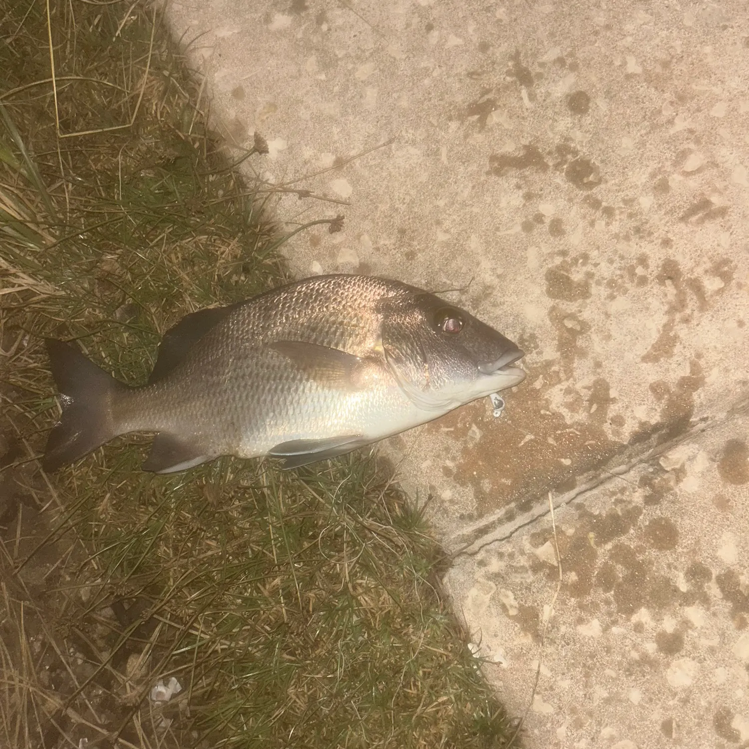 The most recent Scup catches on Fishbrain