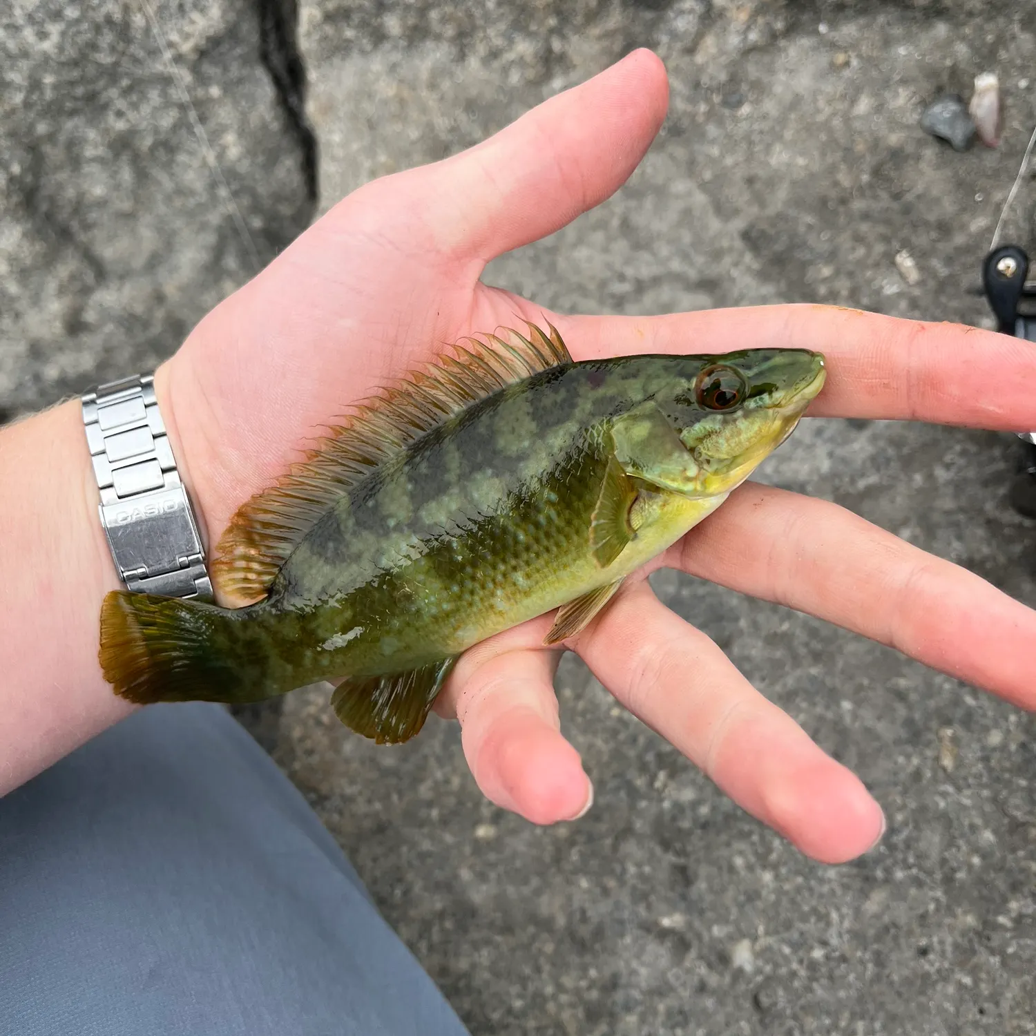 Ballan wrasse caught on Fishbrain