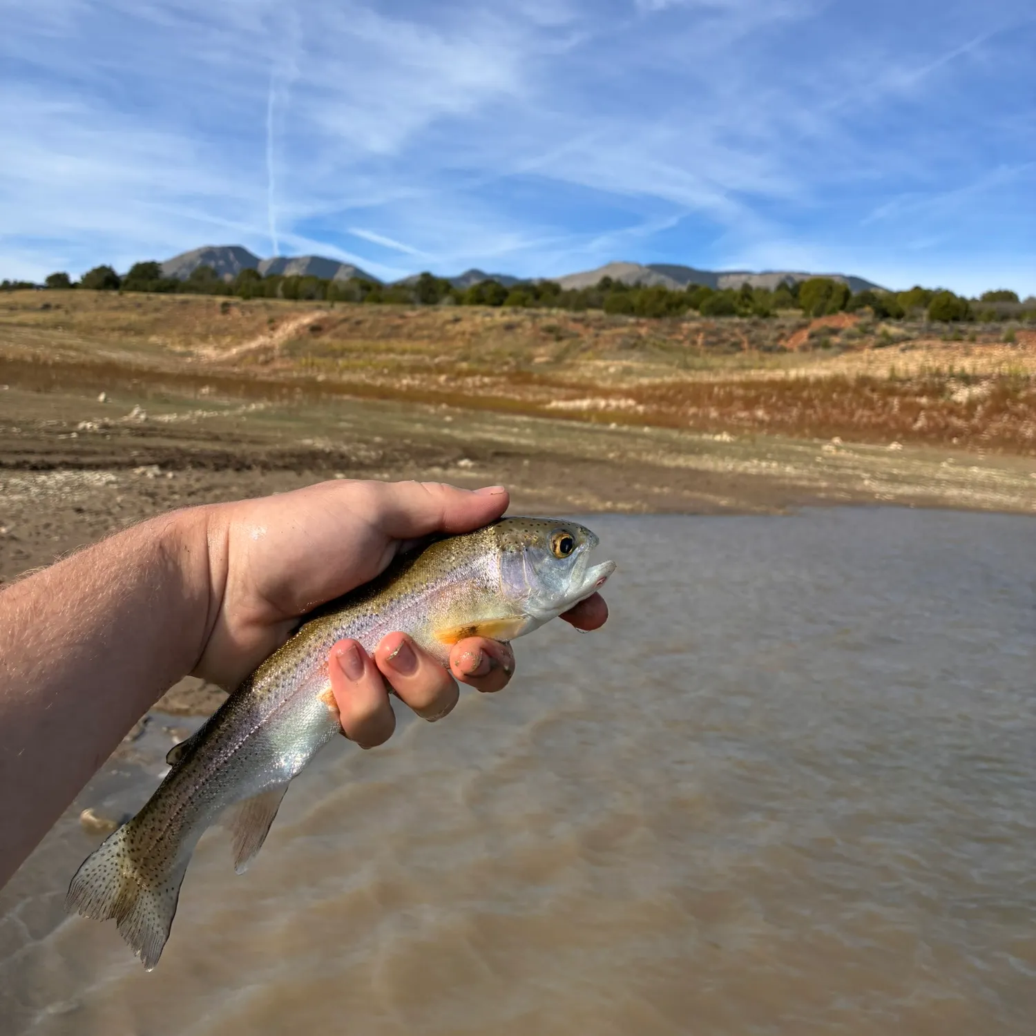 Rainbow trout caught on Fishbrain