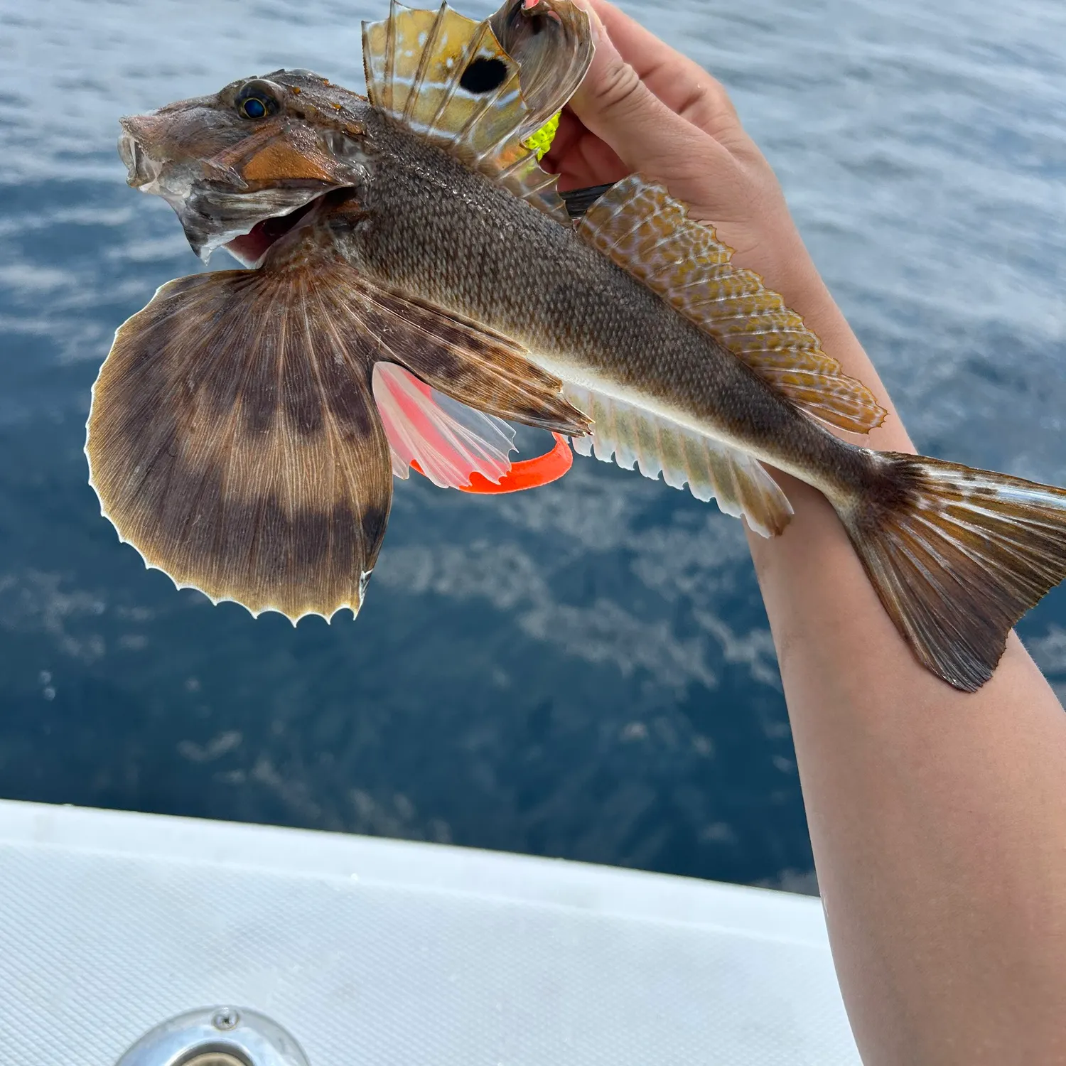 recently logged catches