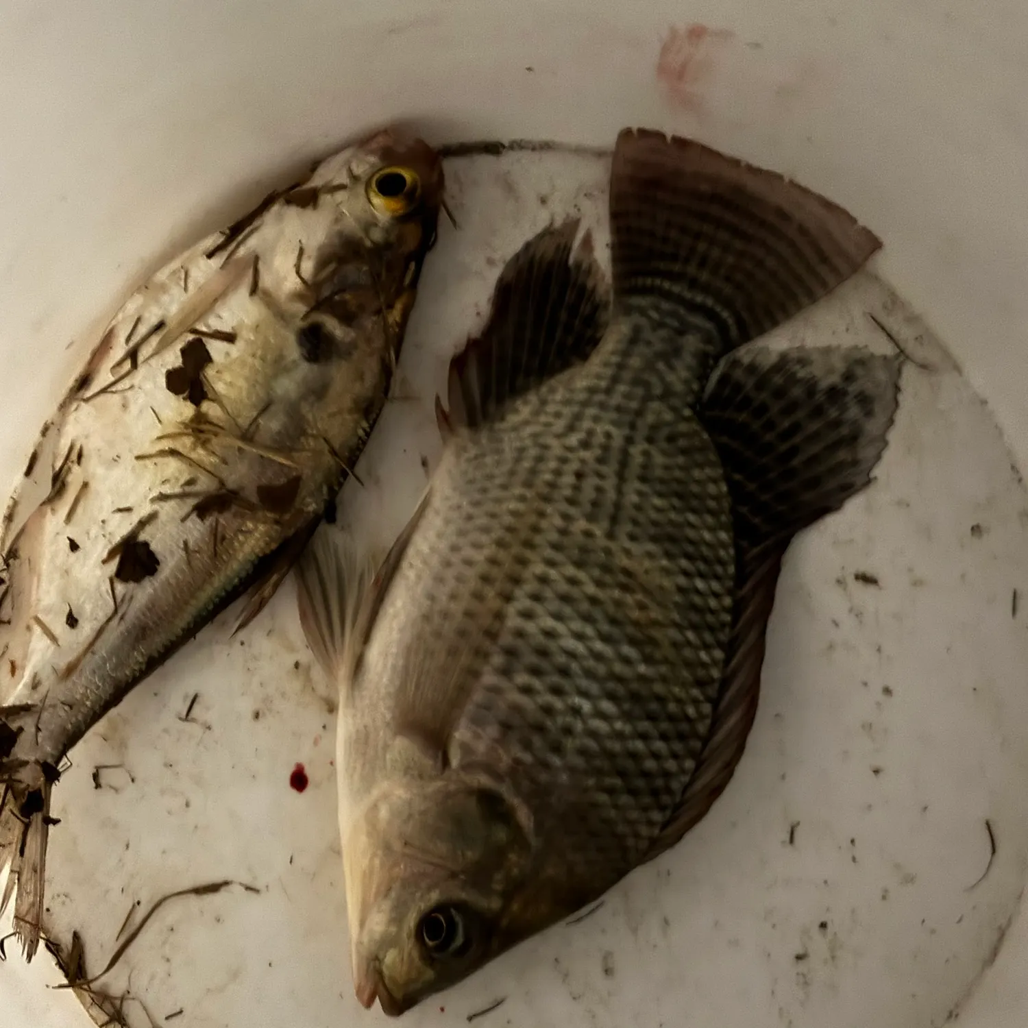 Nile tilapia caught on Fishbrain