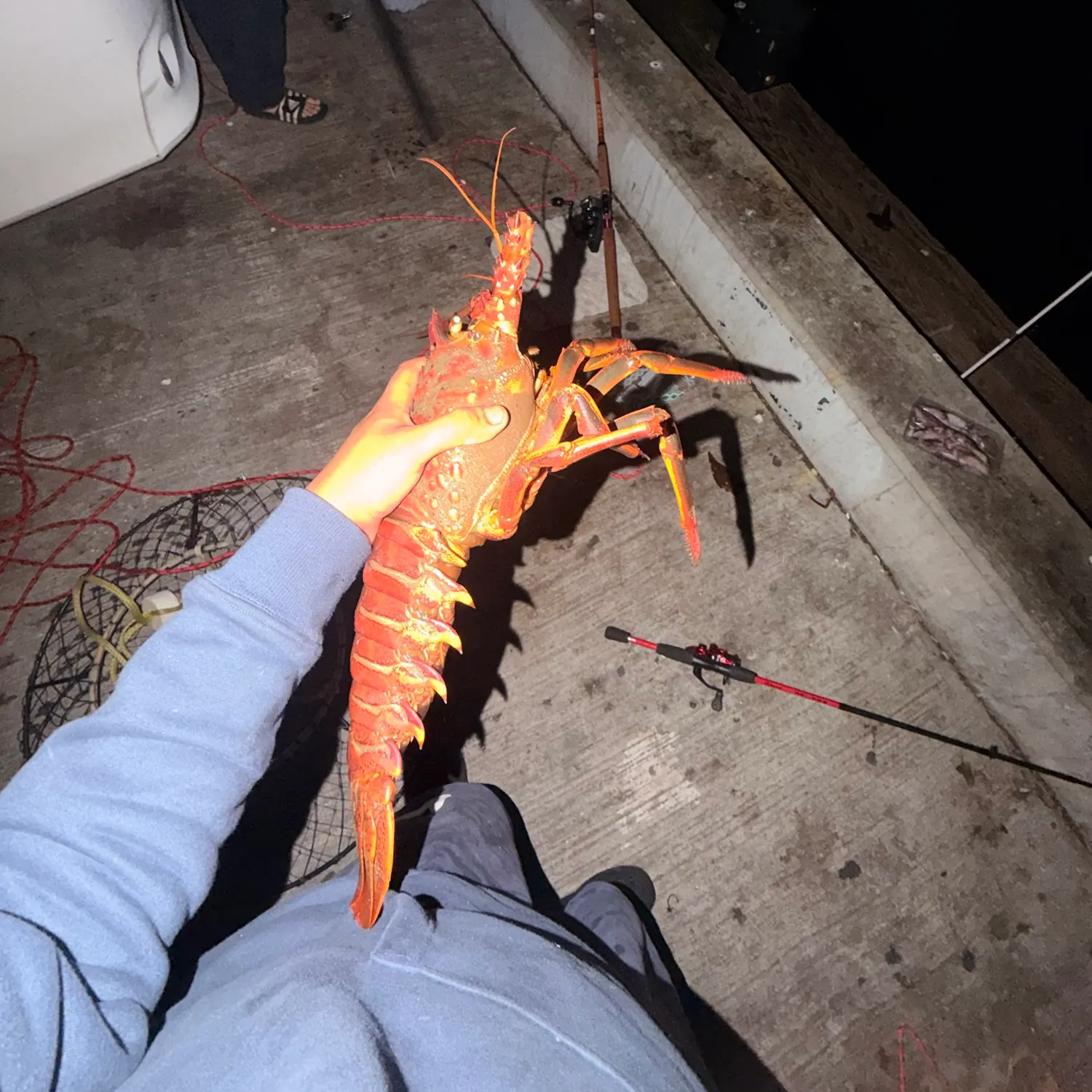 California spiny lobster caught on Fishbrain