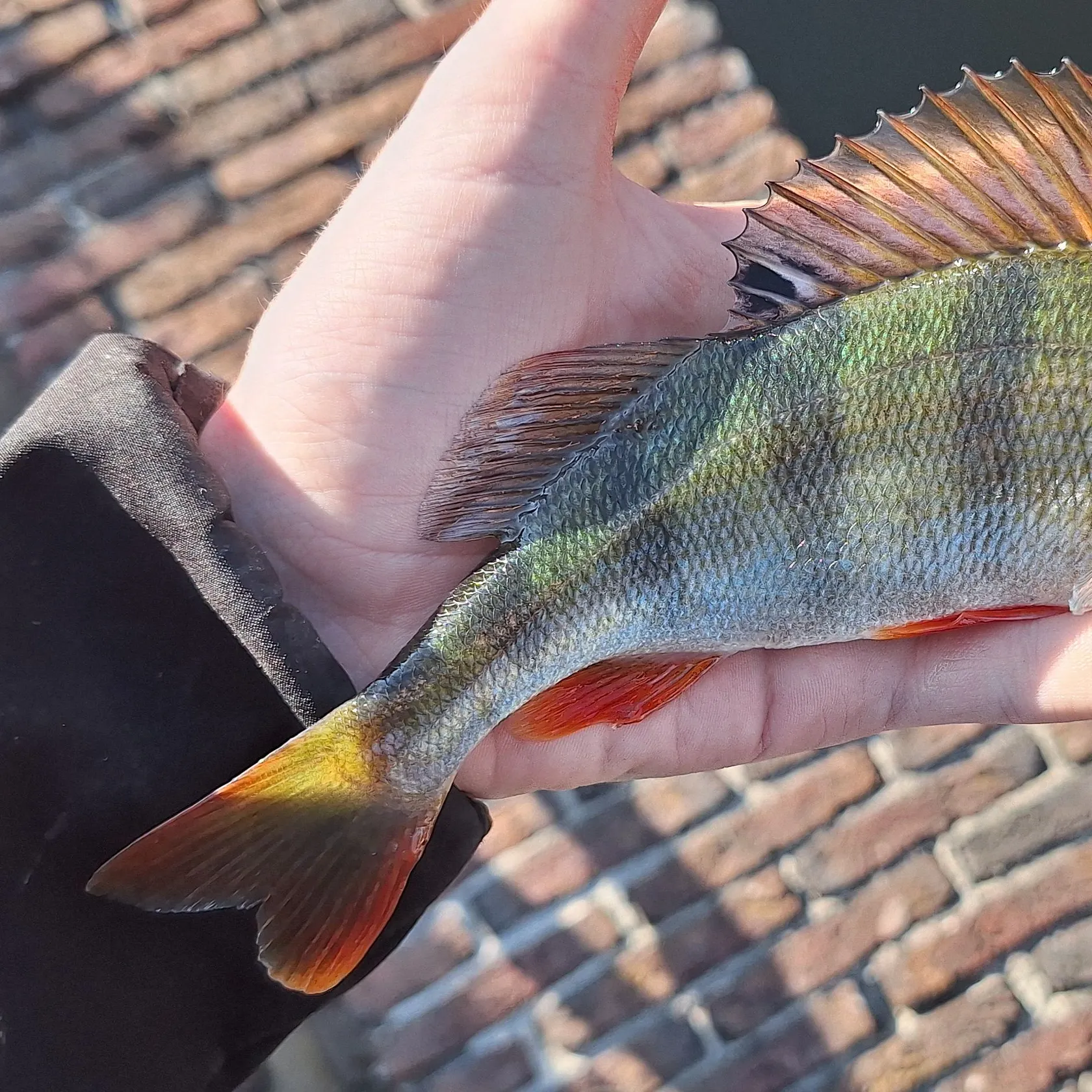 European perch caught on Fishbrain