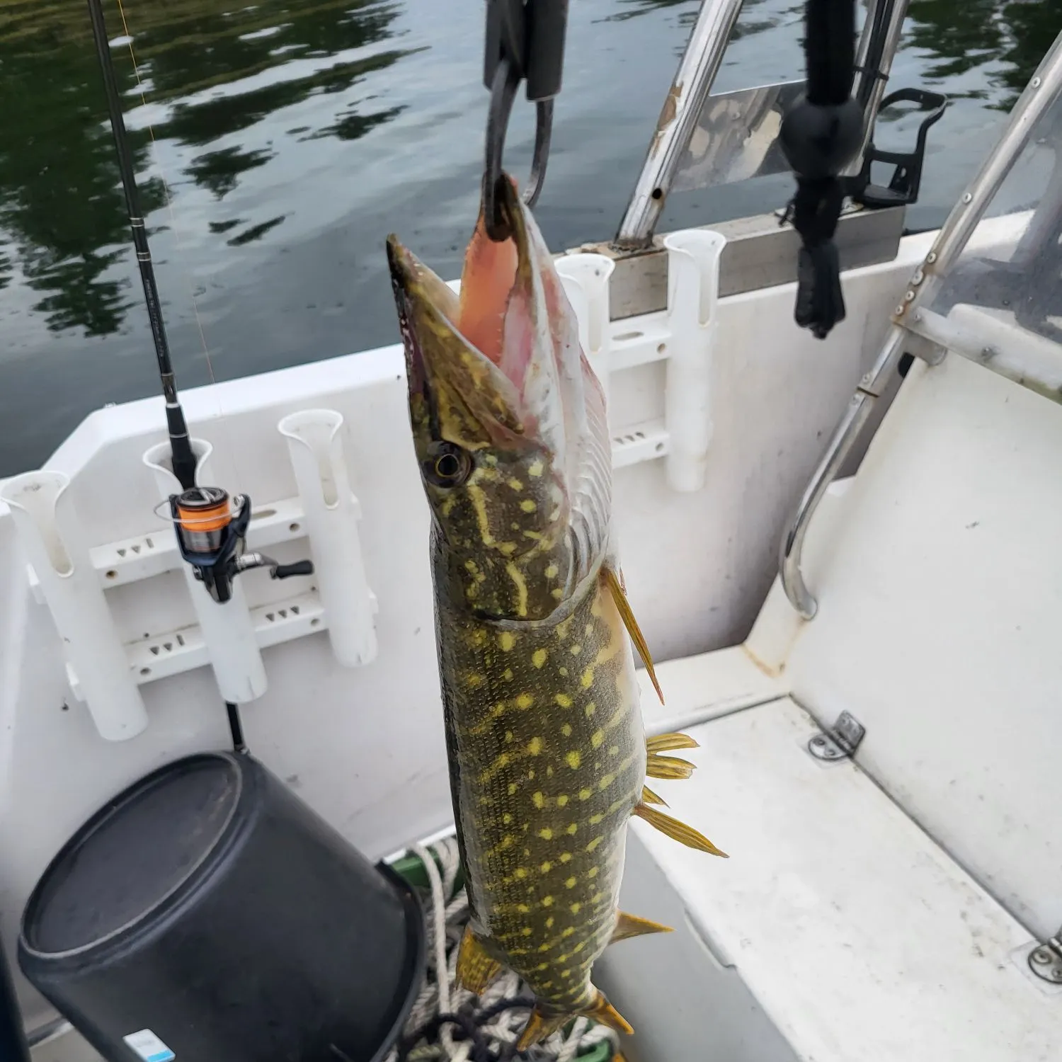 Northern pike caught on Fishbrain