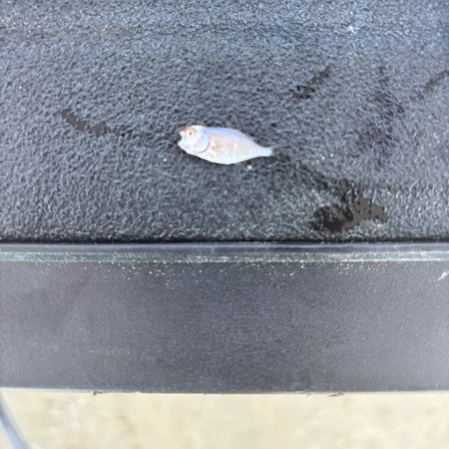 The most recent Silver perch catches on Fishbrain