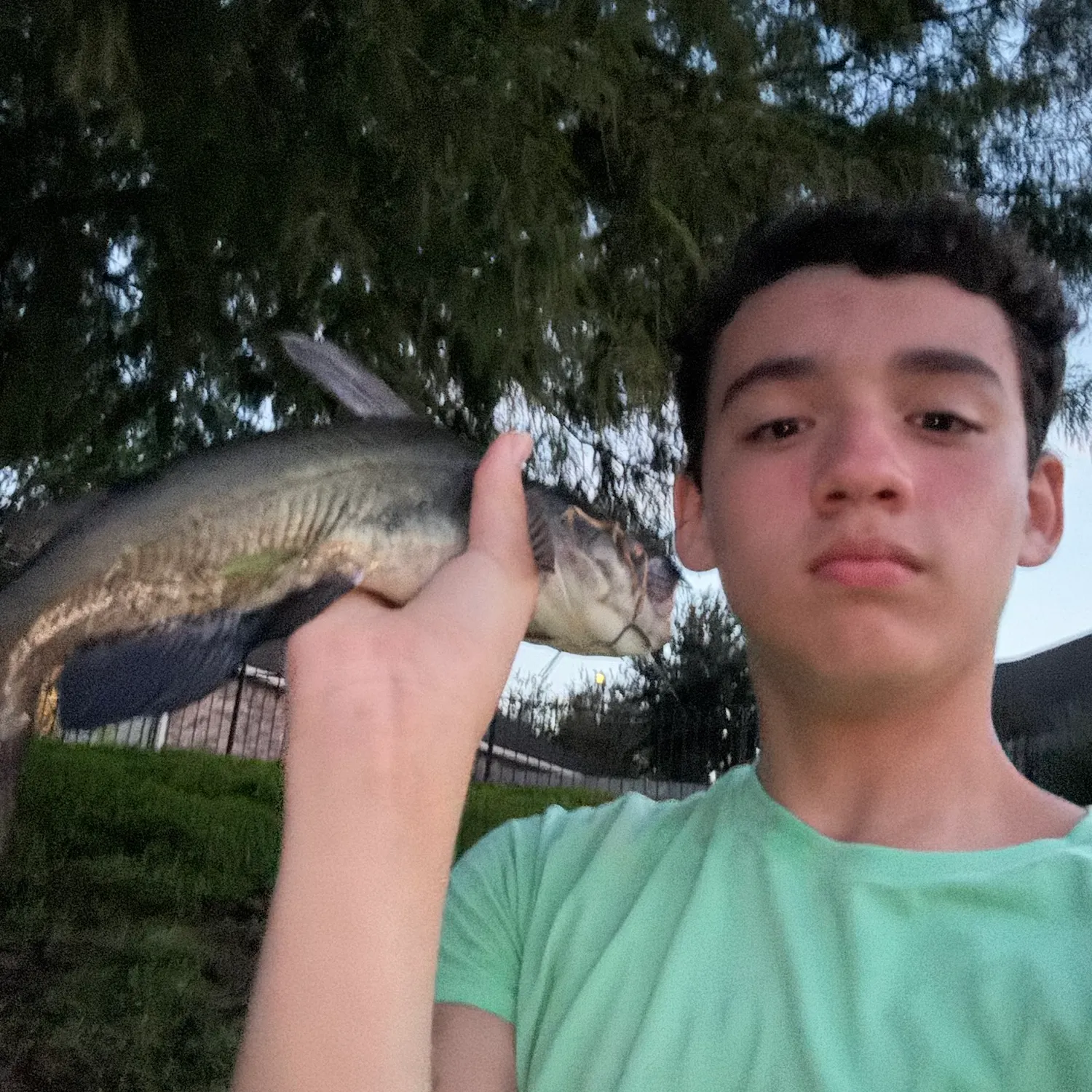 Channel catfish caught on Fishbrain