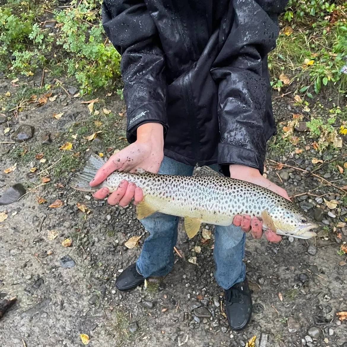 Brown trout caught on Fishbrain