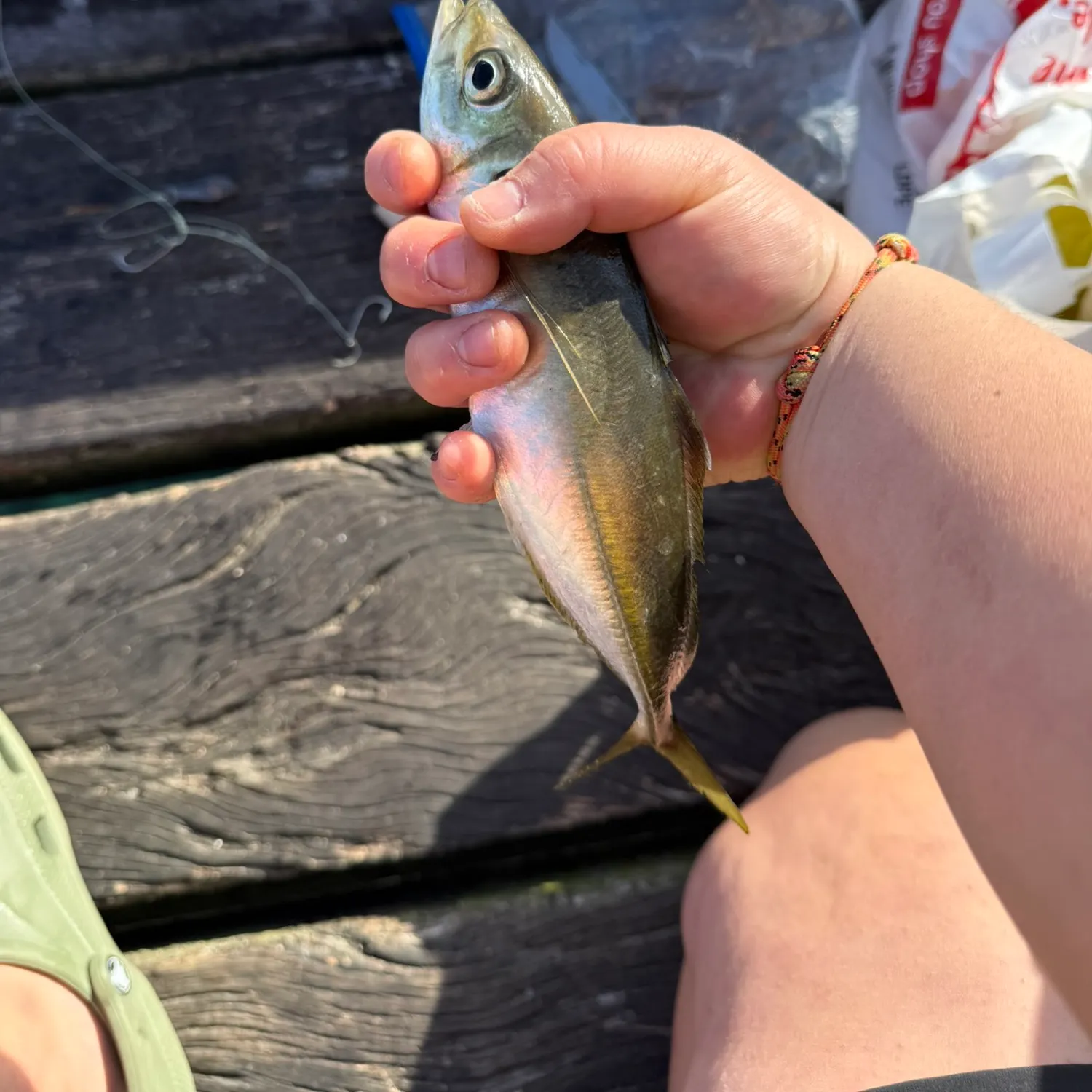 The most recent Yellowtail scad catches on Fishbrain