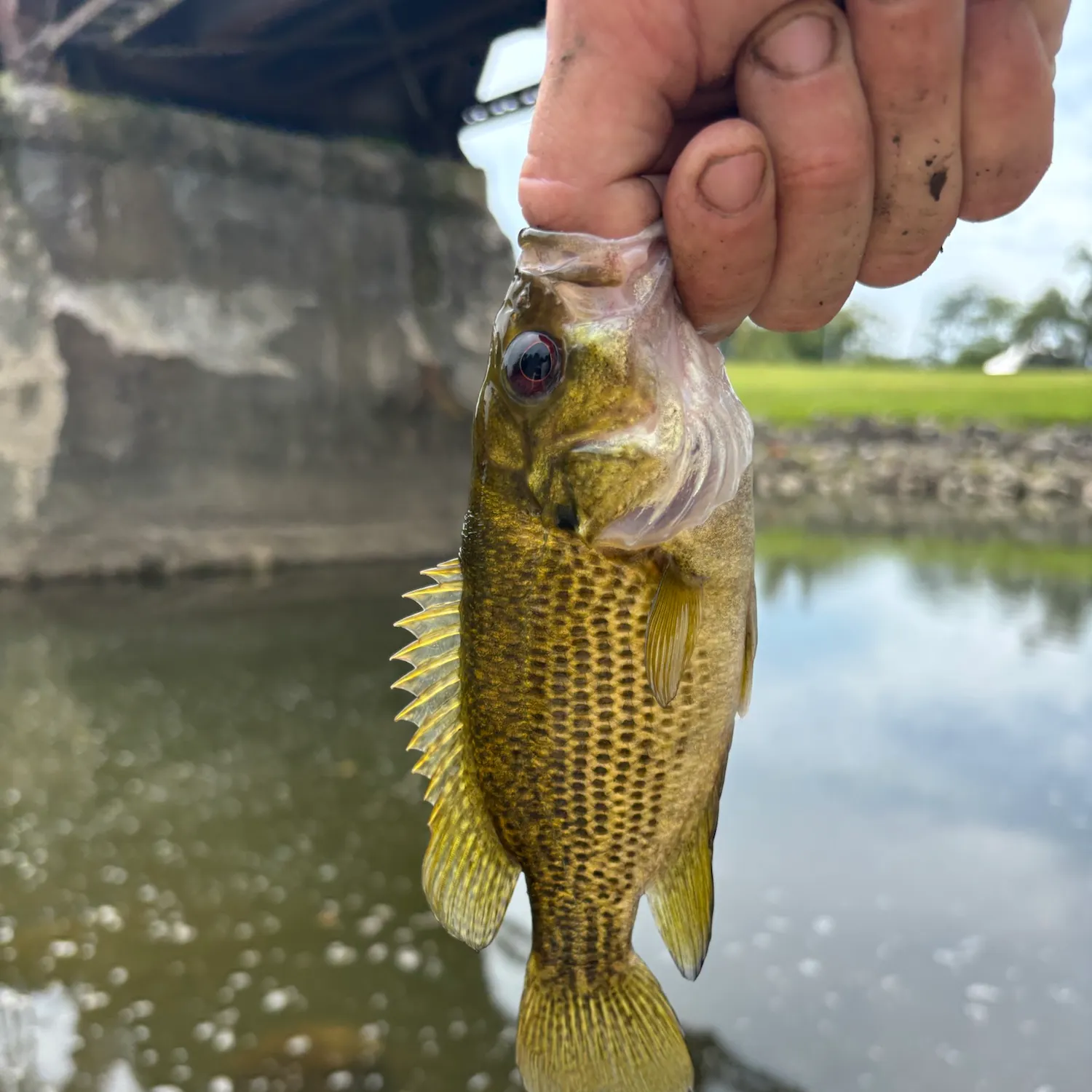 Rock bass caught on Fishbrain