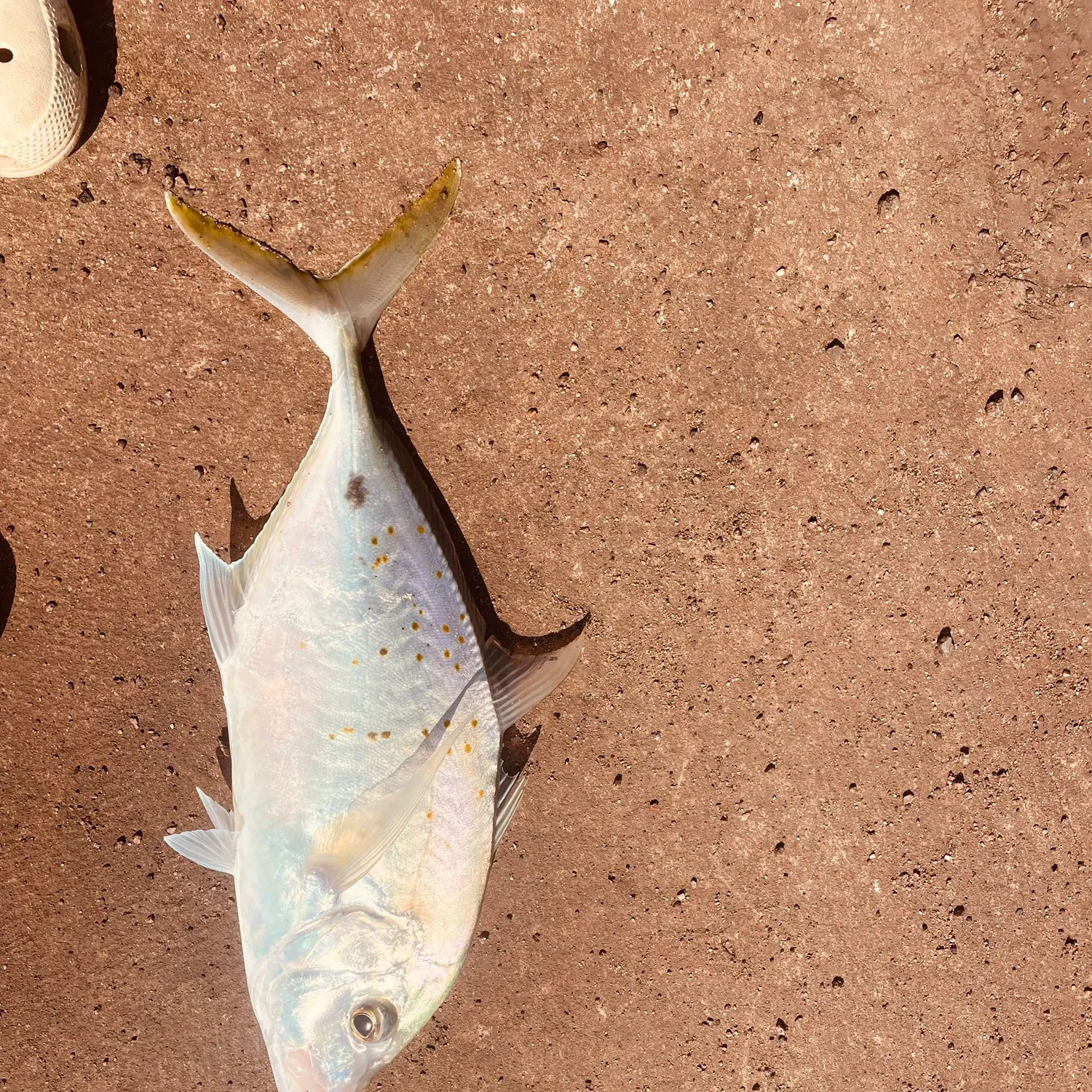 The most recent Yellowspotted trevally catches on Fishbrain