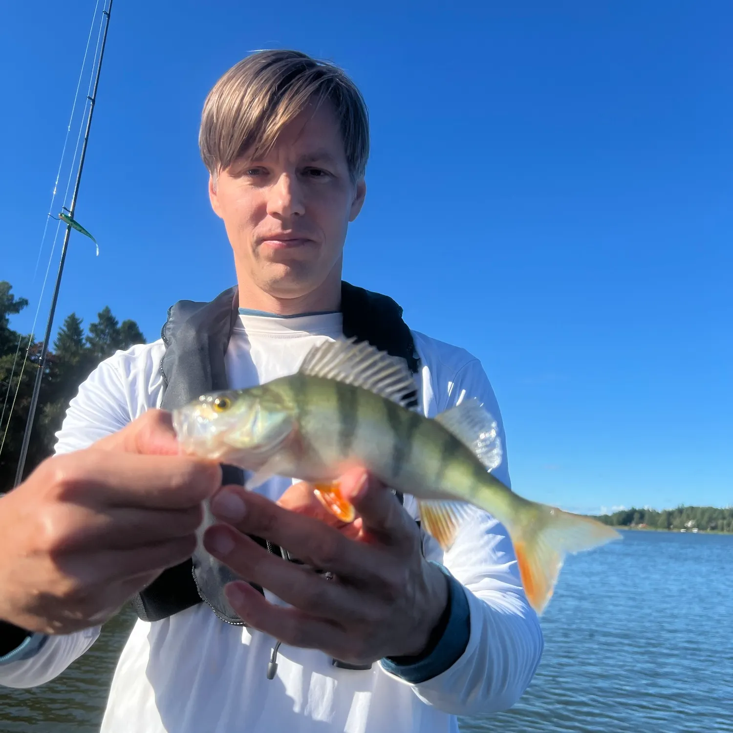European perch caught on Fishbrain