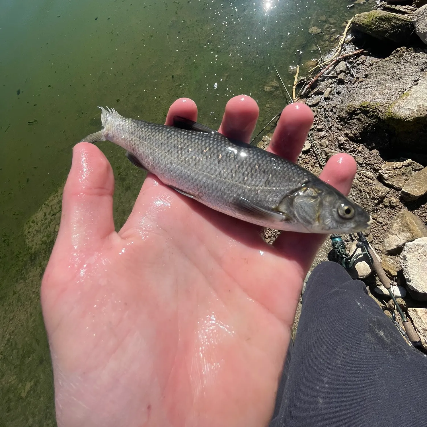 The most recent Utah chub catches on Fishbrain