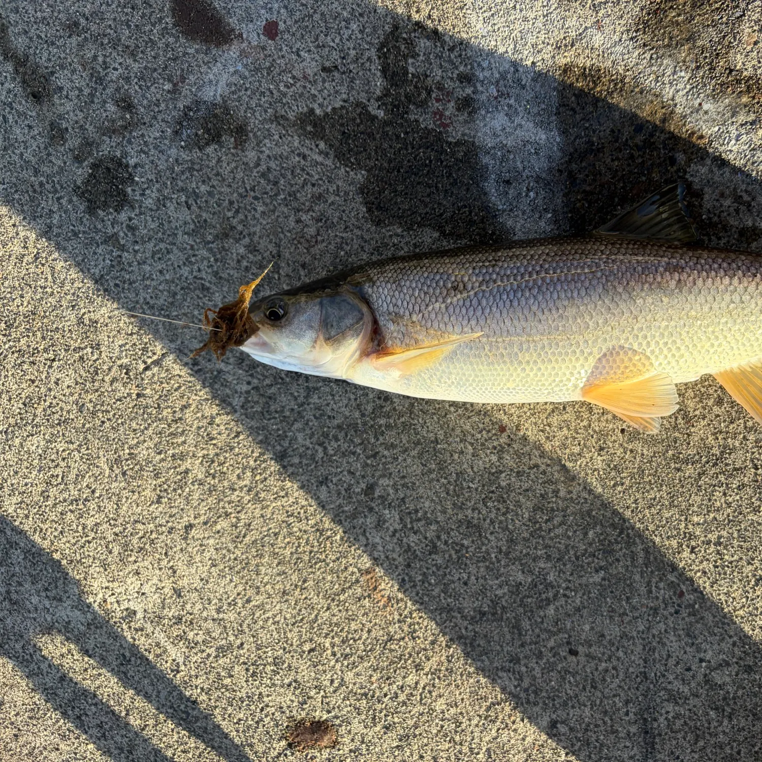 Northern pikeminnow caught on Fishbrain