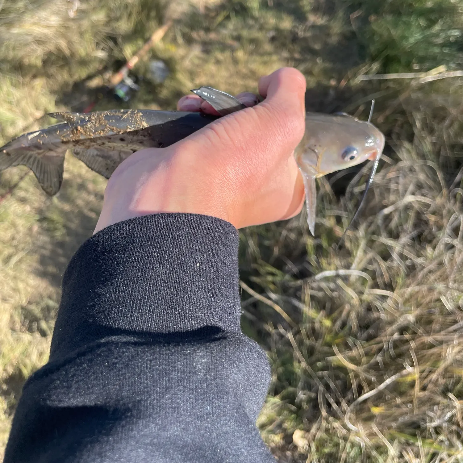Channel catfish caught on Fishbrain
