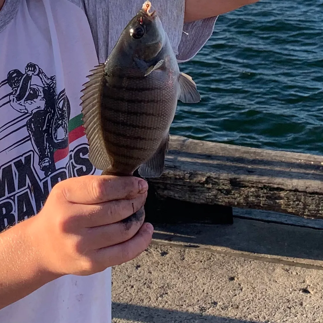 The most recent Luderick catches on Fishbrain