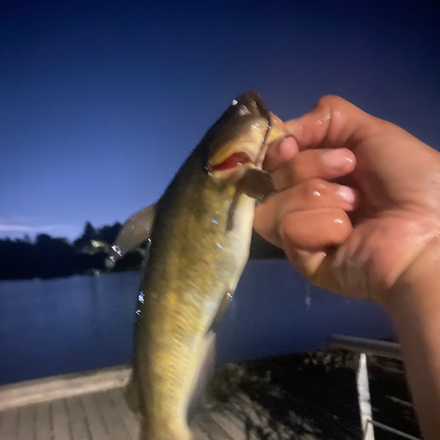 Black bullhead caught on Fishbrain