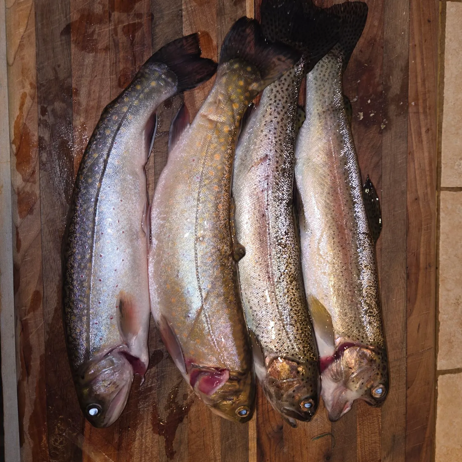 Fish caught on Fishbrain